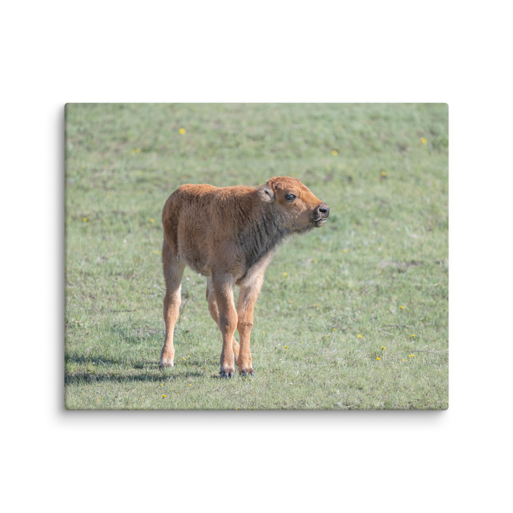 Baby Bison! Canvas - Image 14