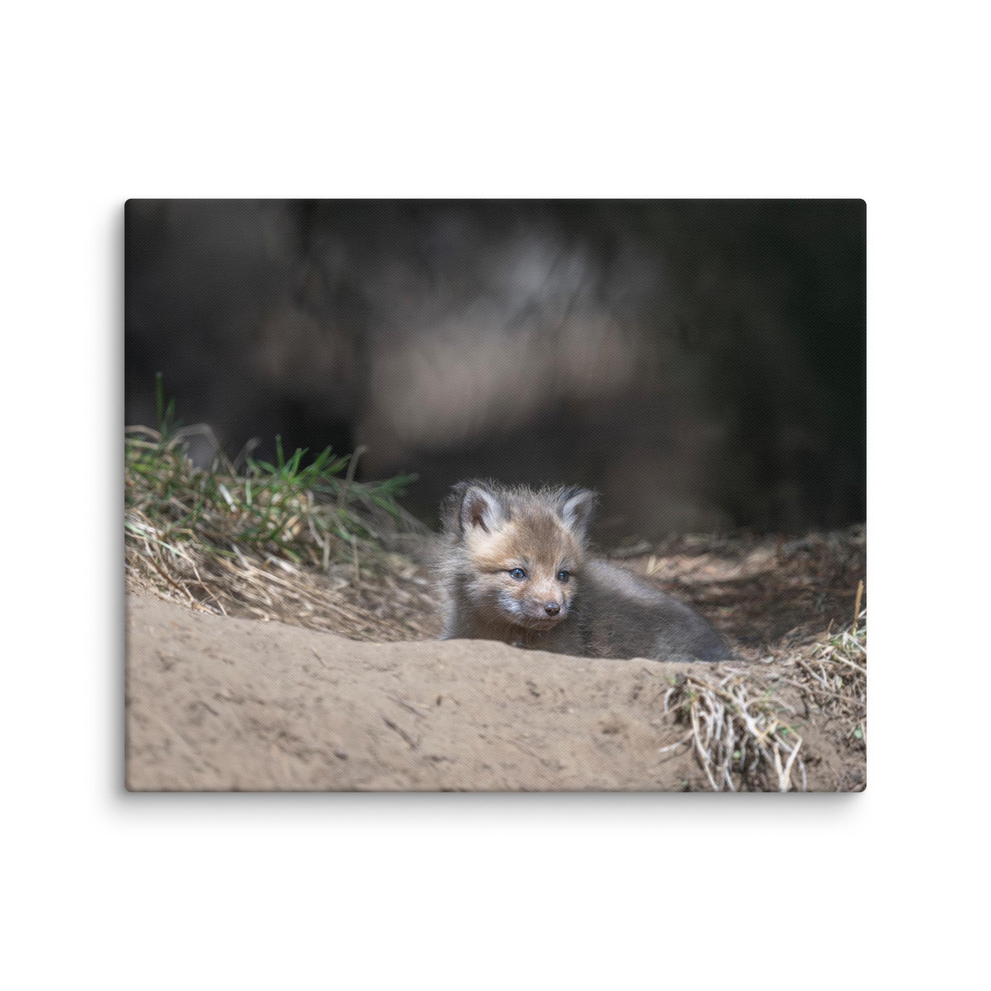 Baby Red fox waiting for Mom! Canvas - Image 16