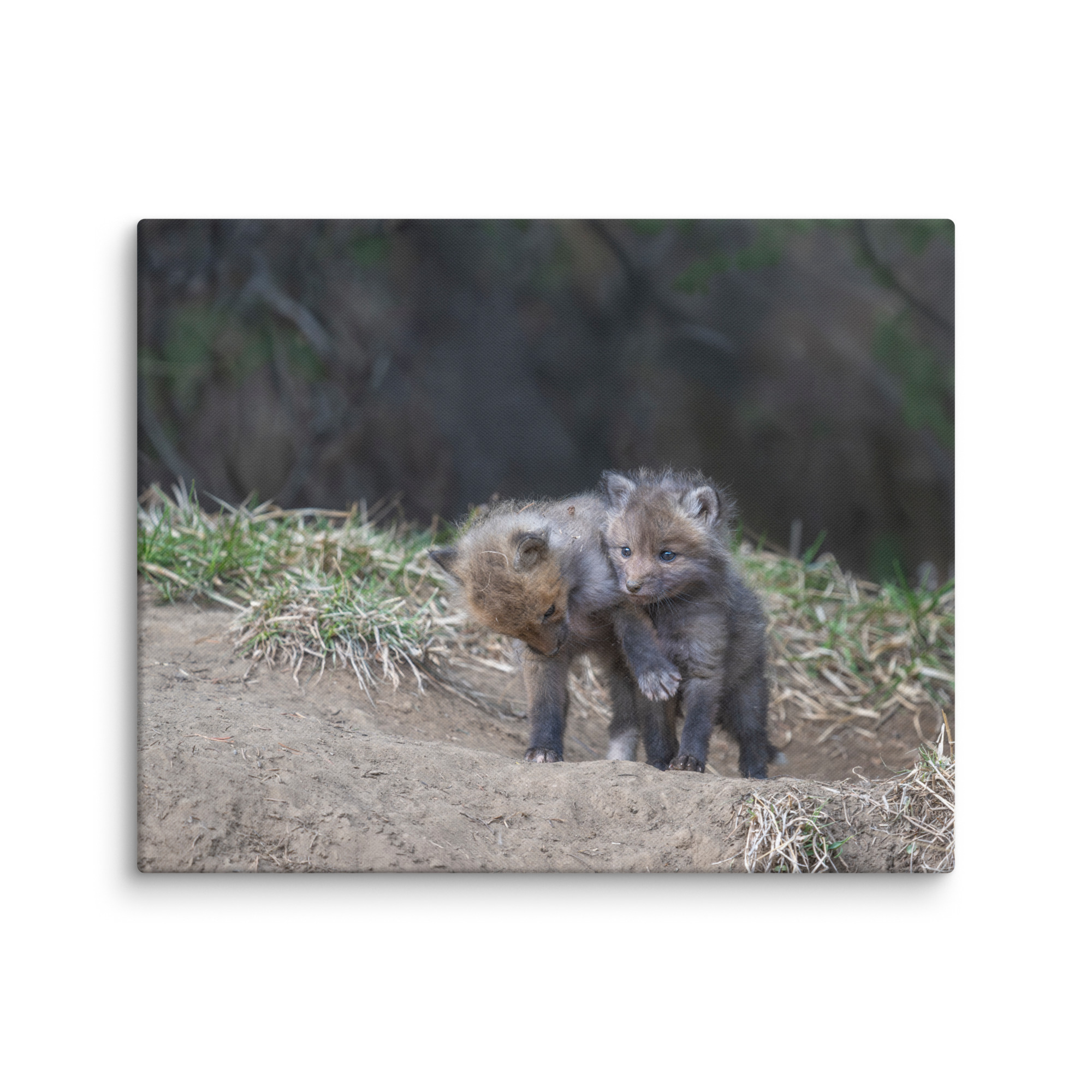 Brothers in Arms Red fox kits! Canvas - Image 16