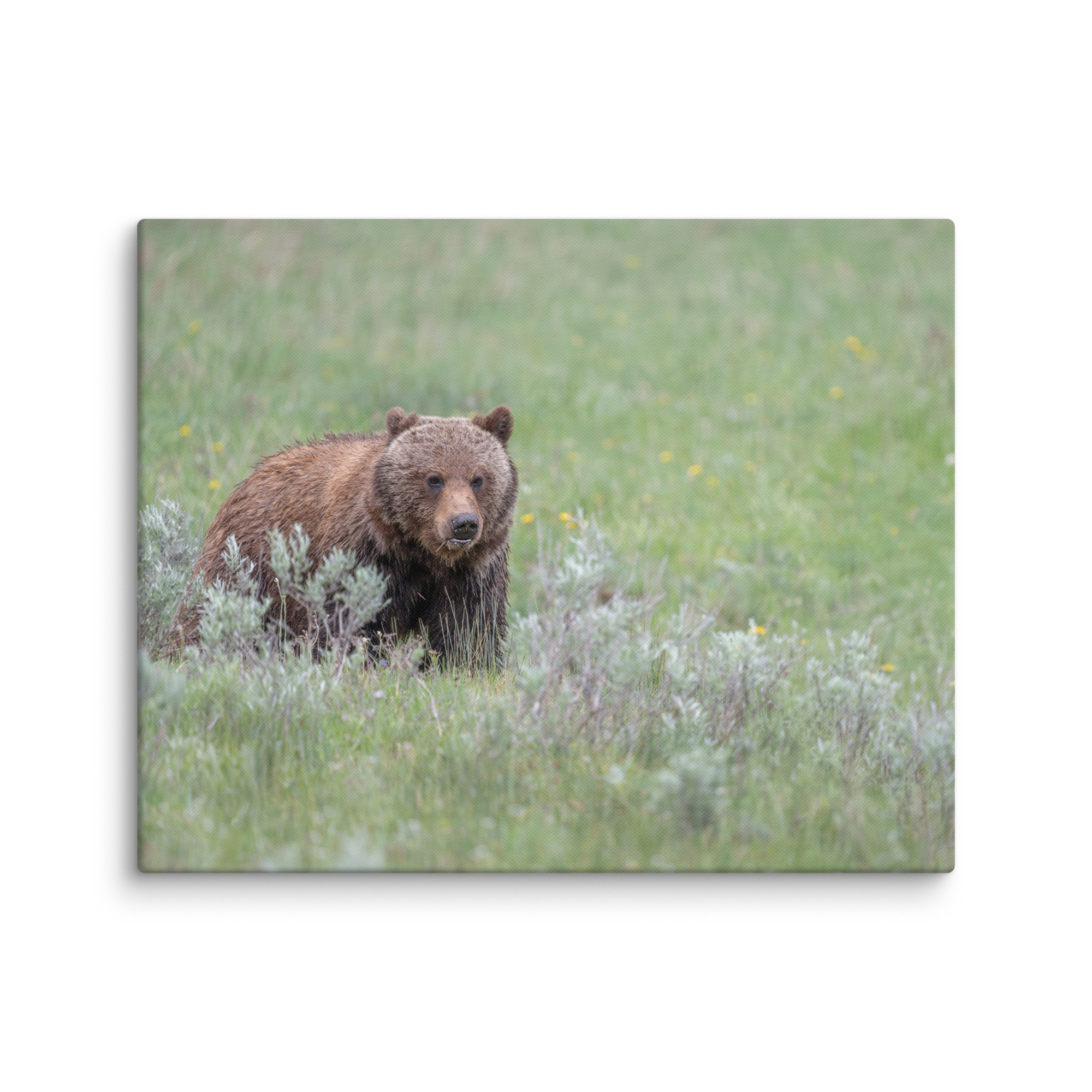 Hungry Grizzly in a Meadow! Canvas - Image 15