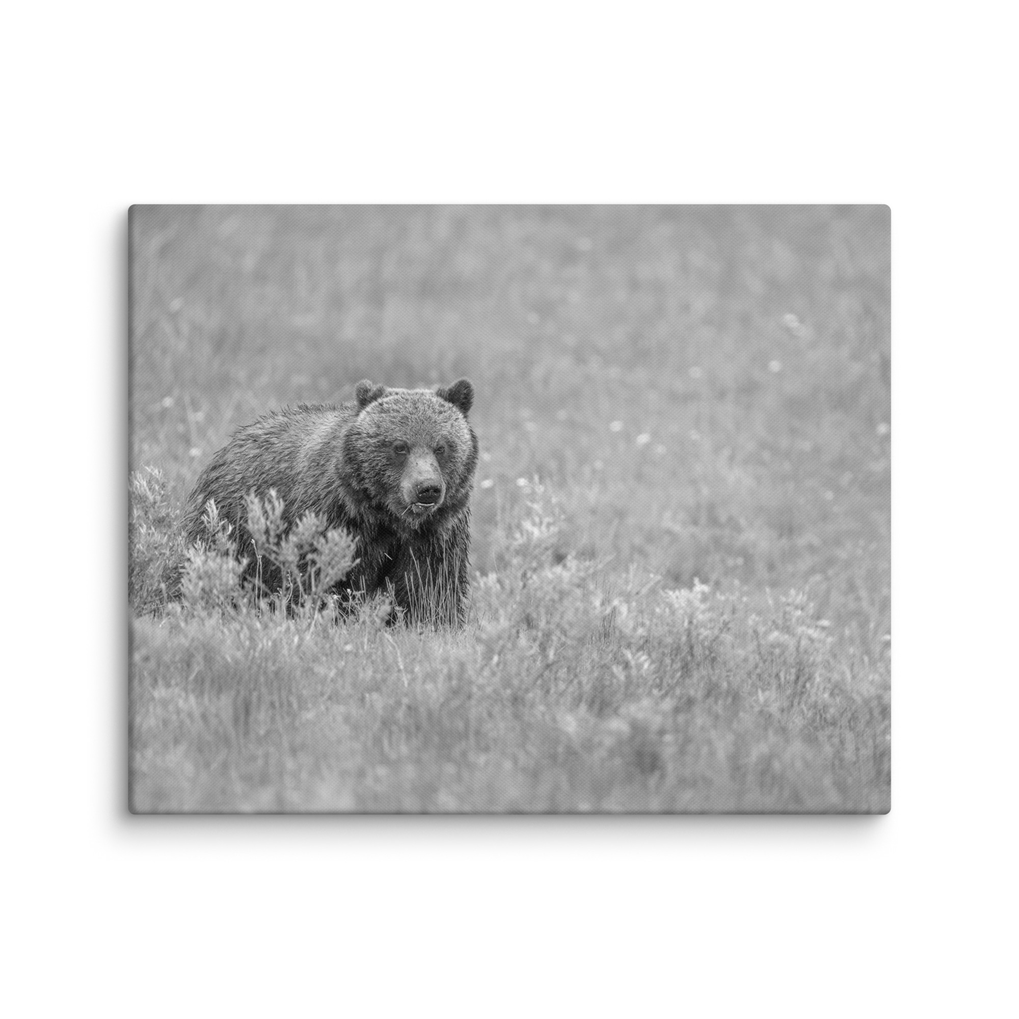 Hungry Grizzly in a Meadow! Monochrome Canvas - Image 16