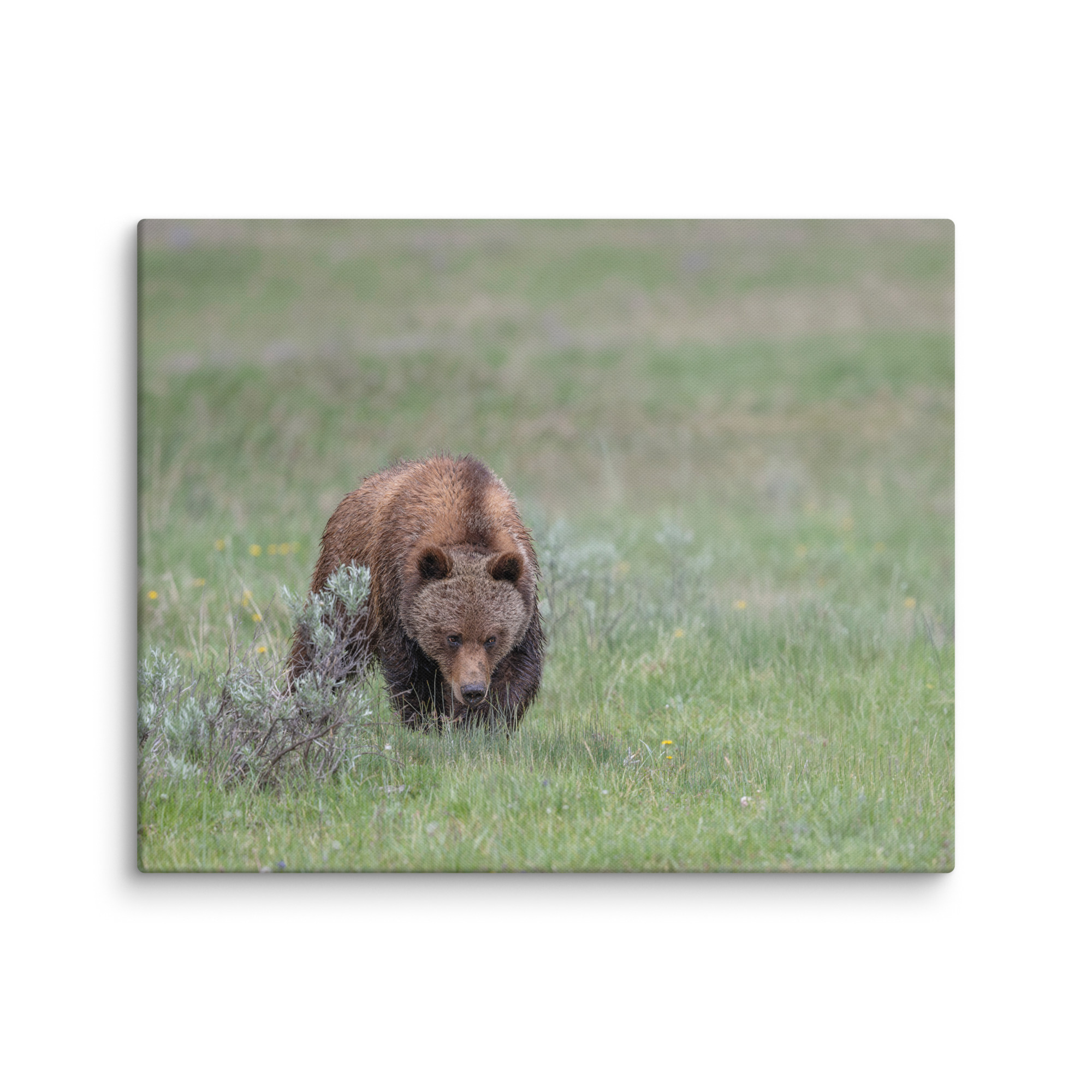 Grizzly Watching! Canvas - Image 17