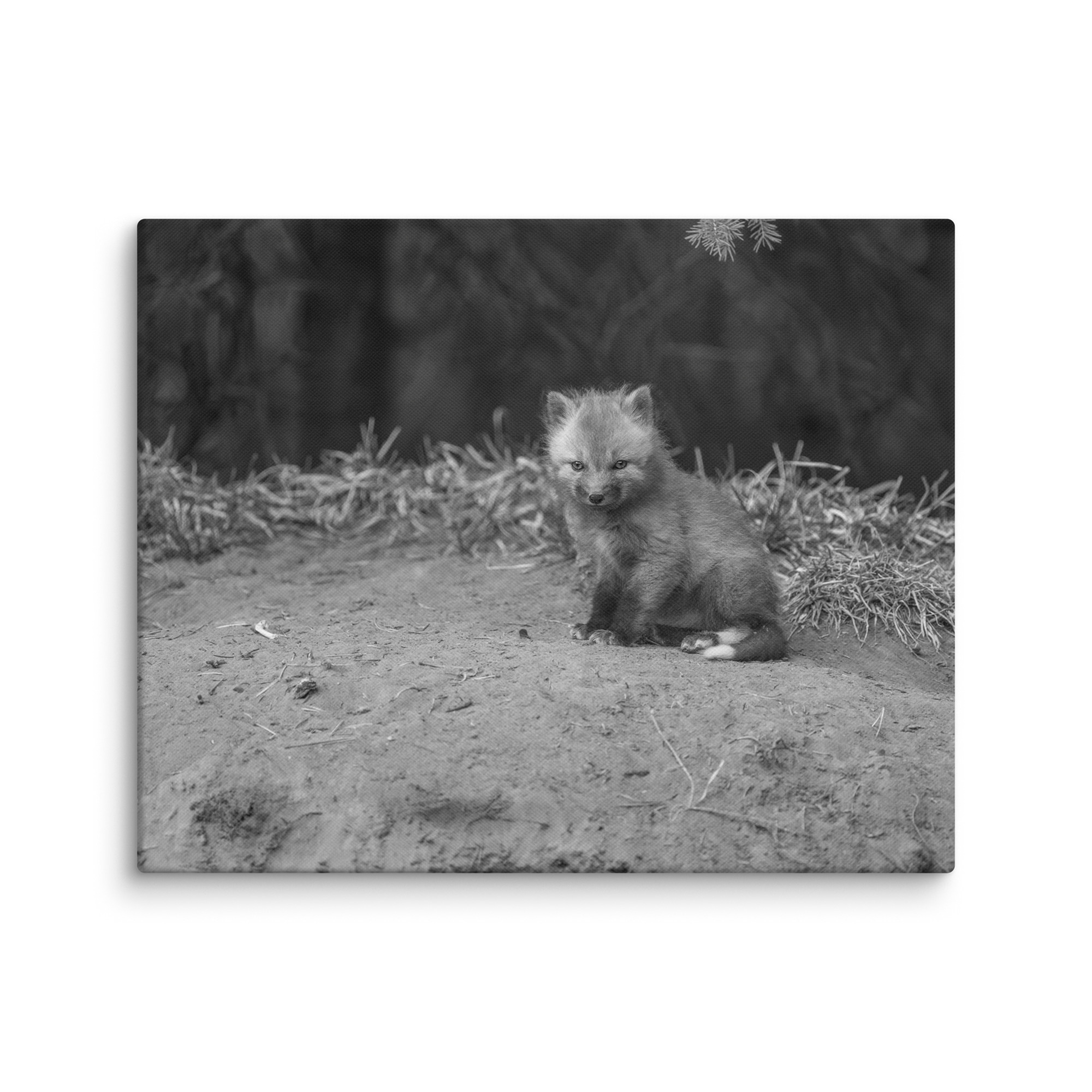 Sharp gaze baby red fox (Monochrome)! Canvas - Image 16