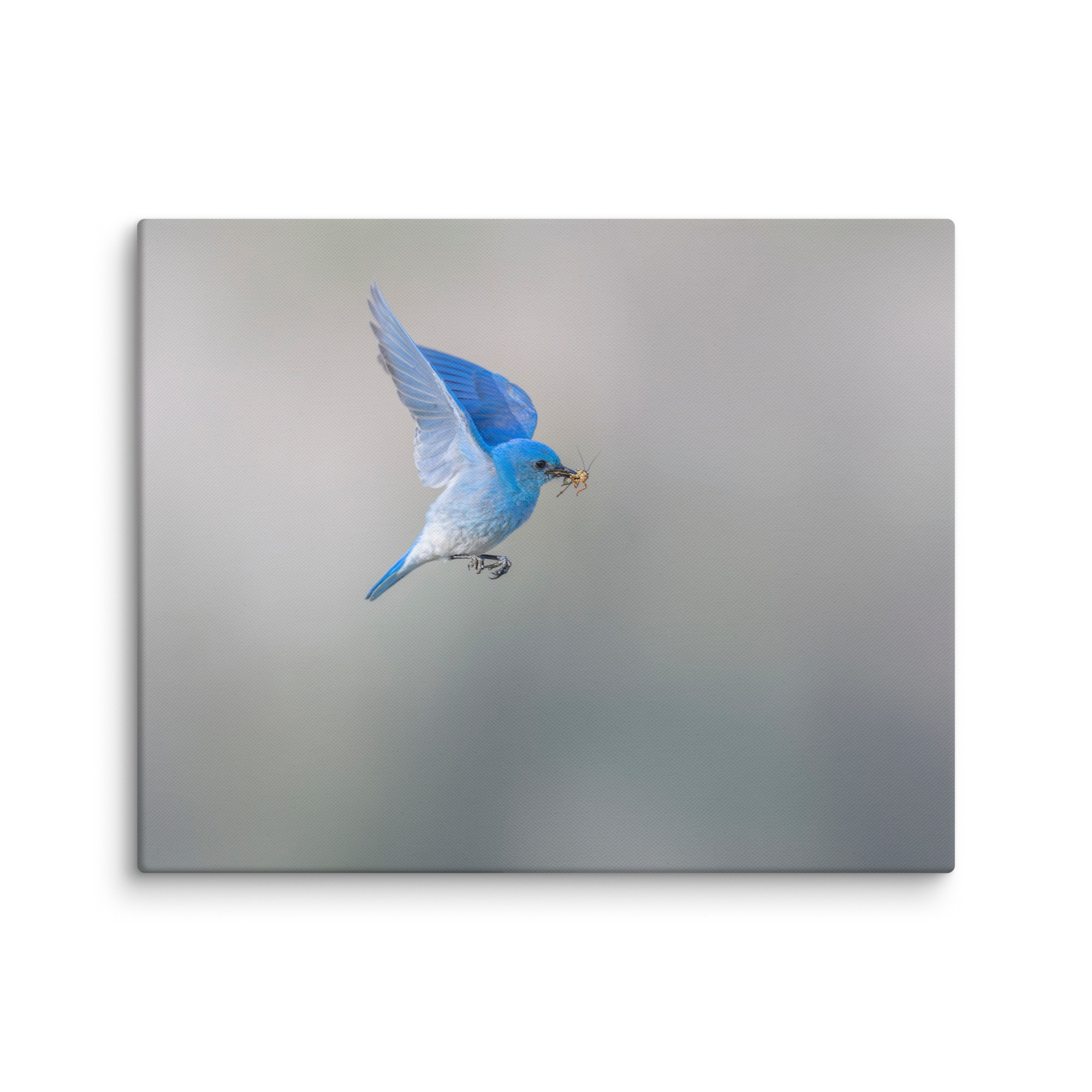 Mountain Bluebird with prey! Canvas - Image 15
