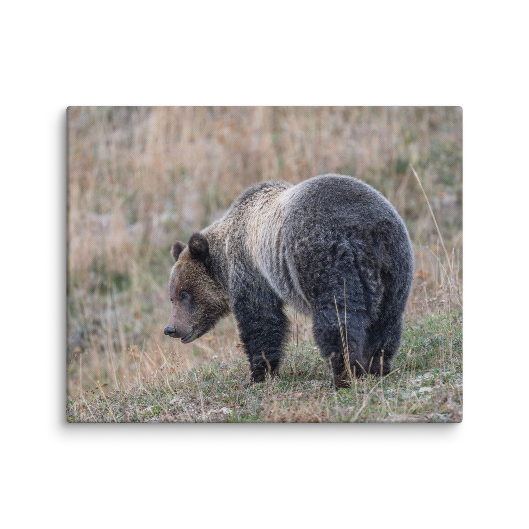 Grizzly of yellowstone! Canvas - Image 16