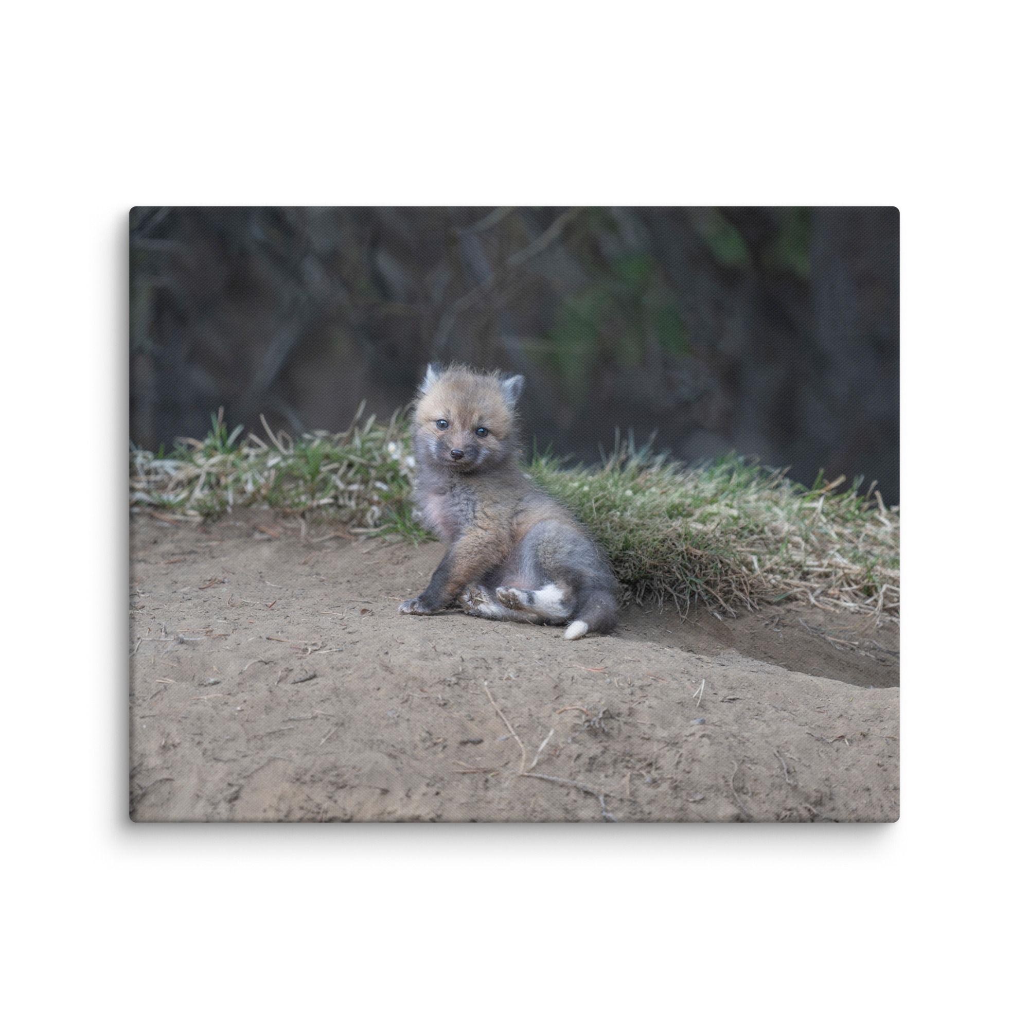 Guarding Den Baby Red fox!  Canvas - Image 16