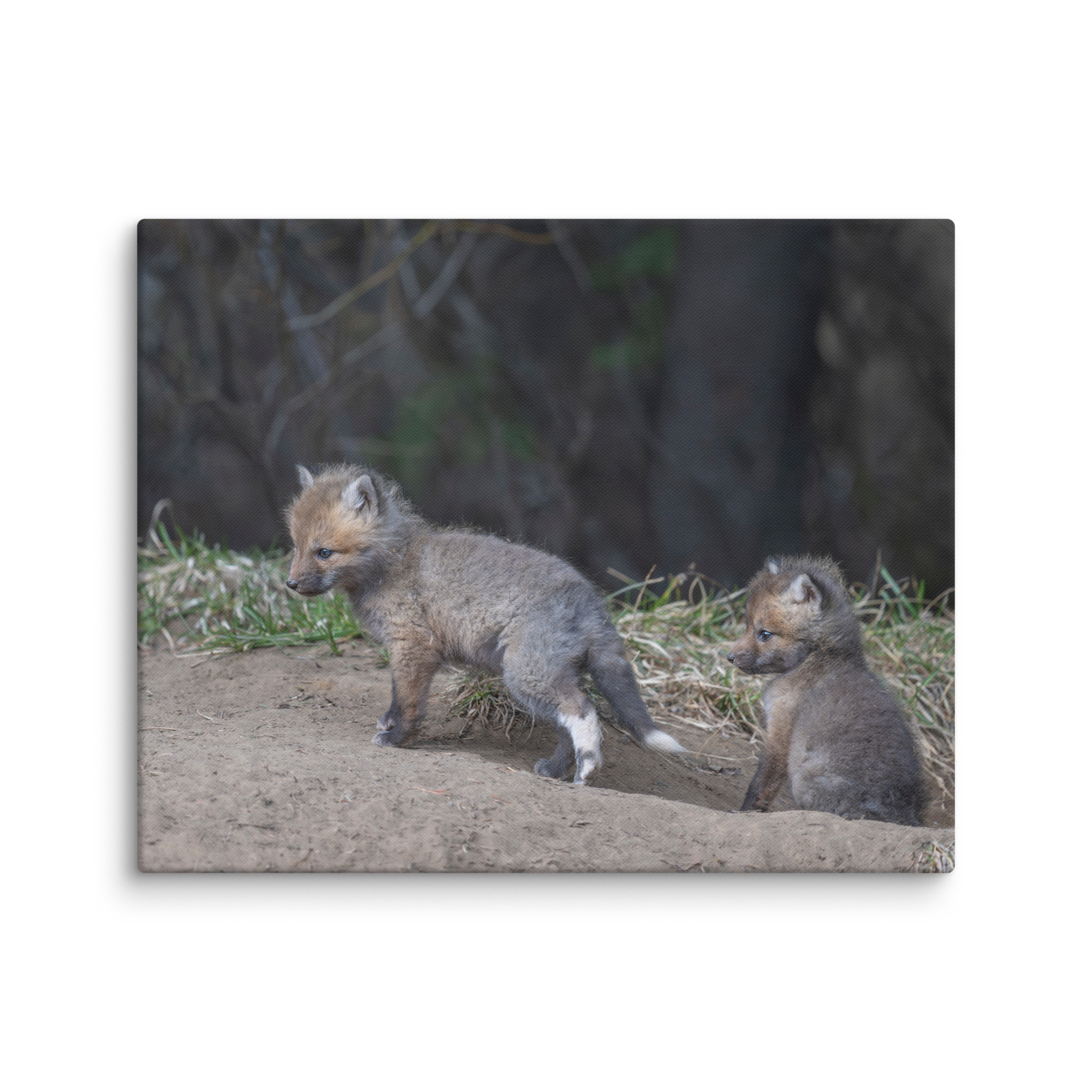 Play Time Baby Red fox! Canvas - Image 13