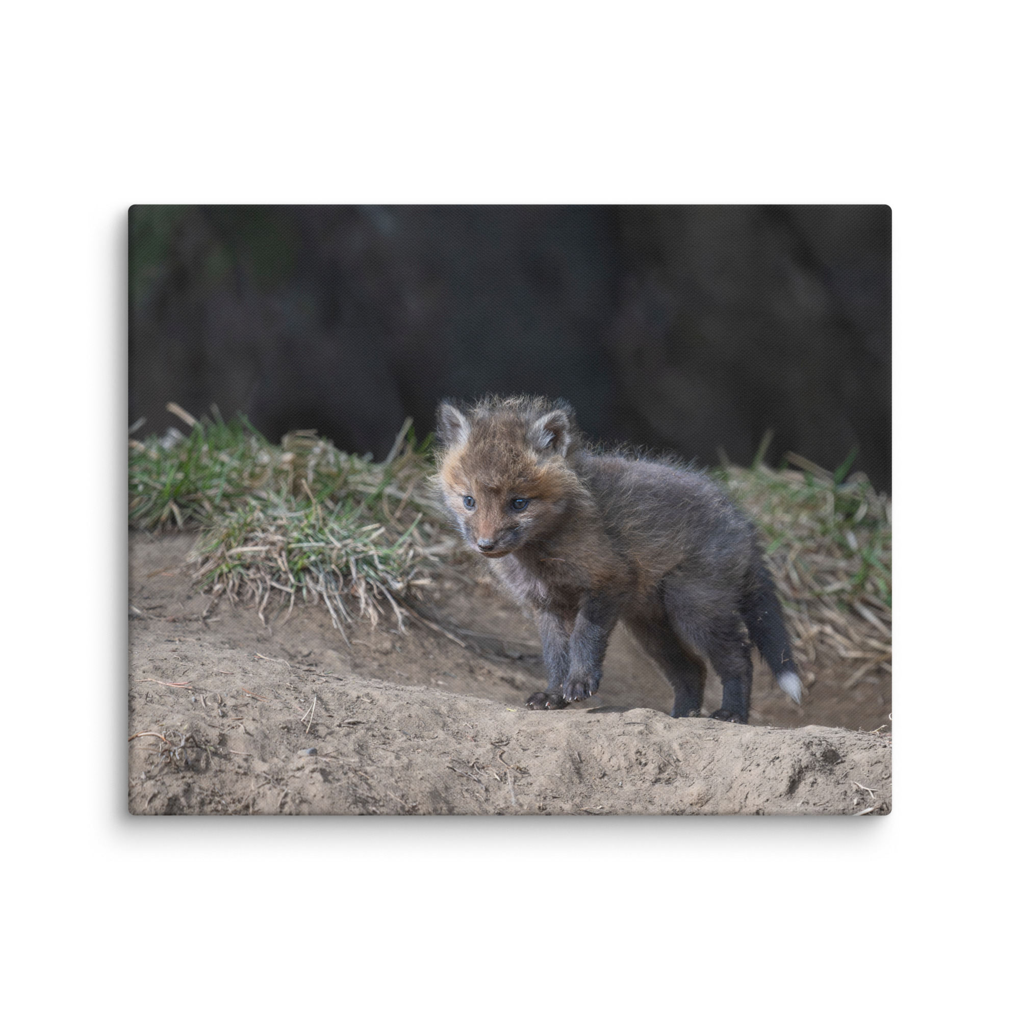 Just checking Baby Red fox! Canvas - Image 16