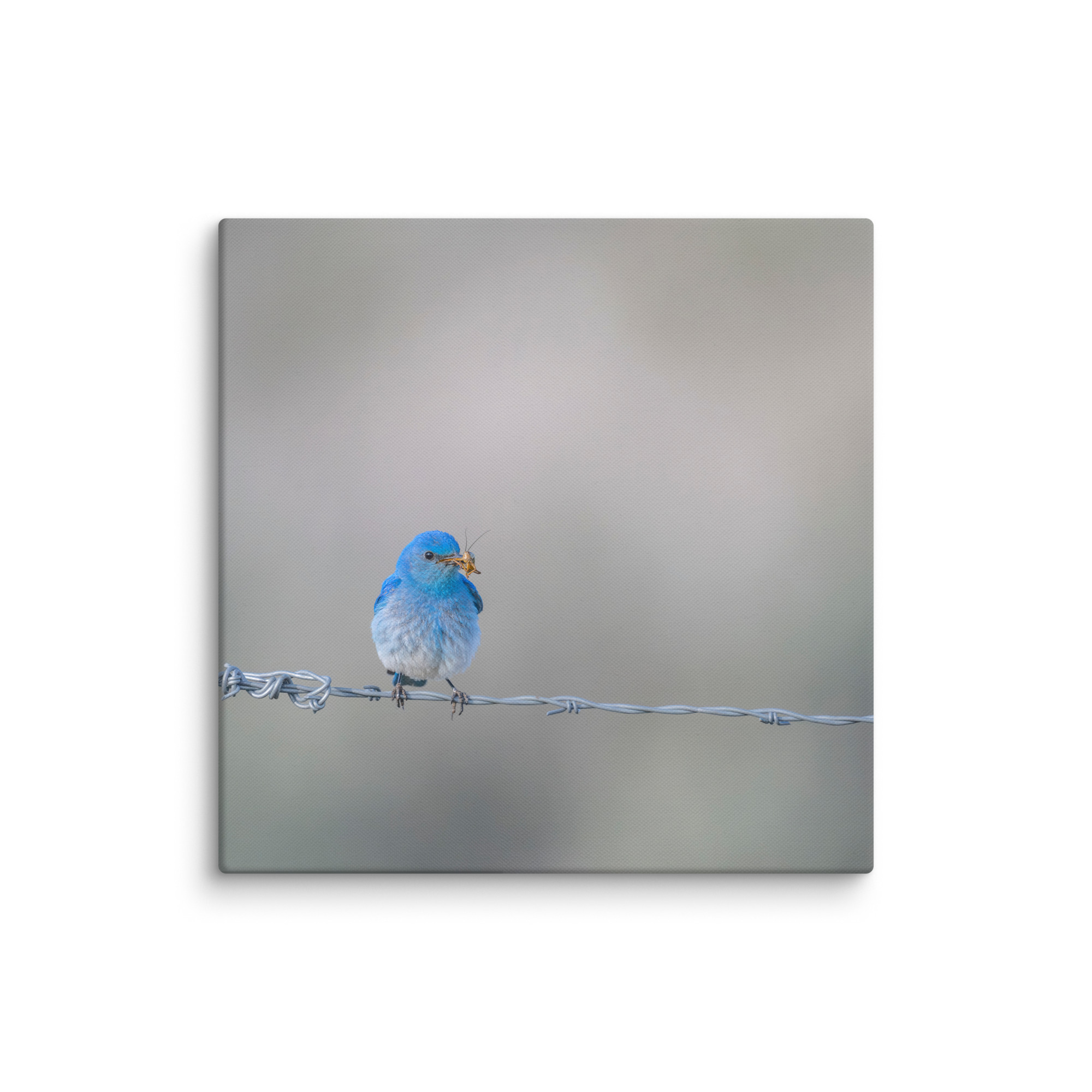 Mountain Blue Bird! Canvas - Image 15
