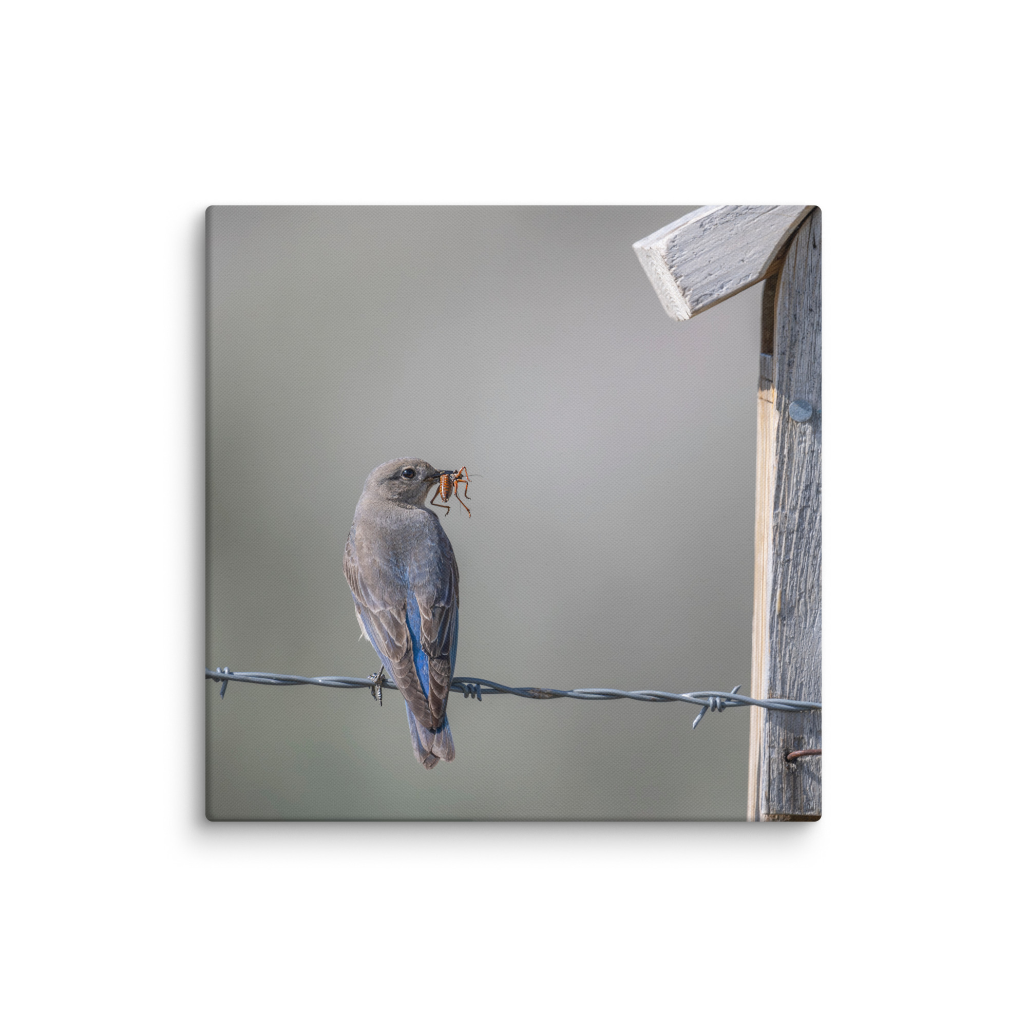 Mama Mountain bluebird with food! Canvas - Image 17
