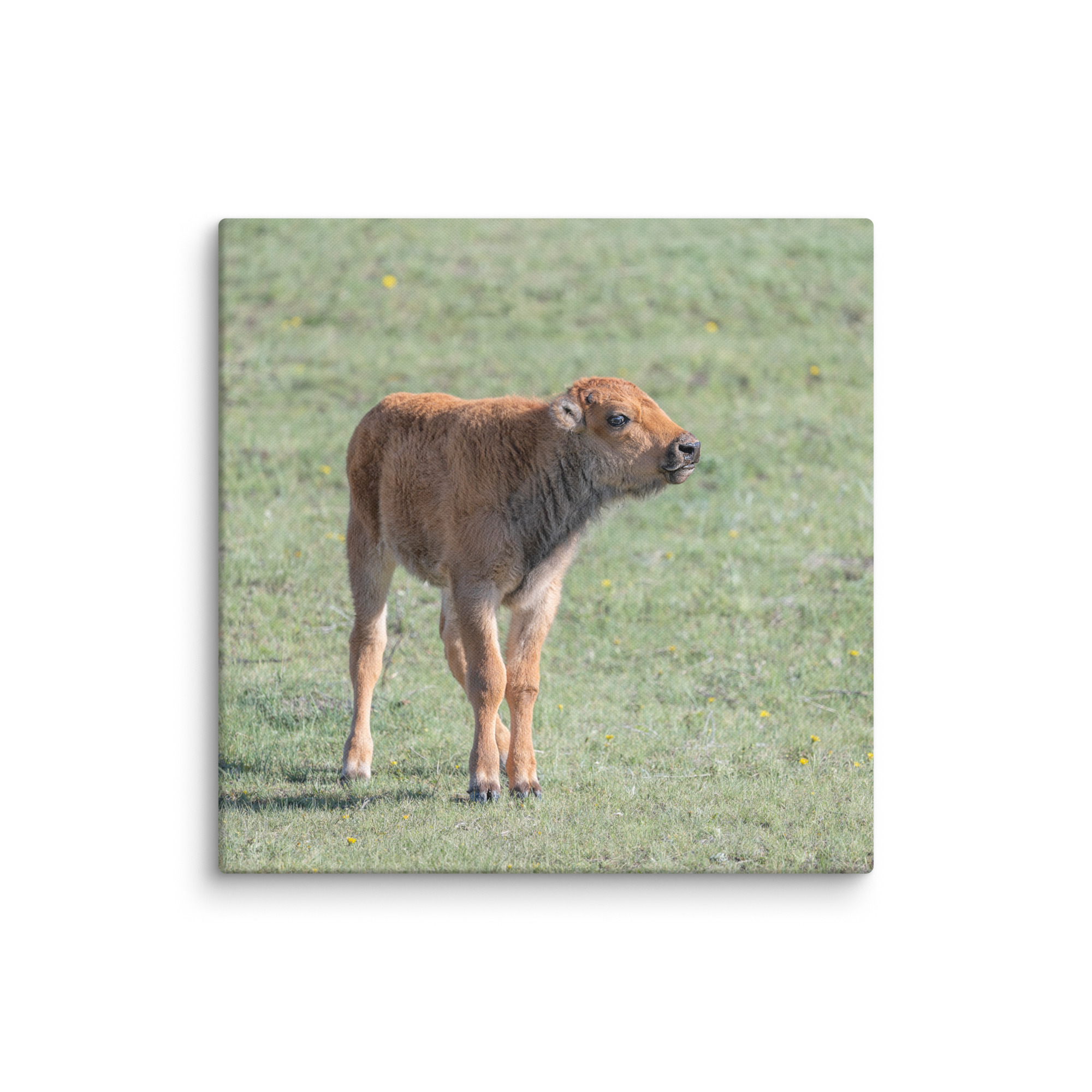 Baby Bison! Canvas - Image 15