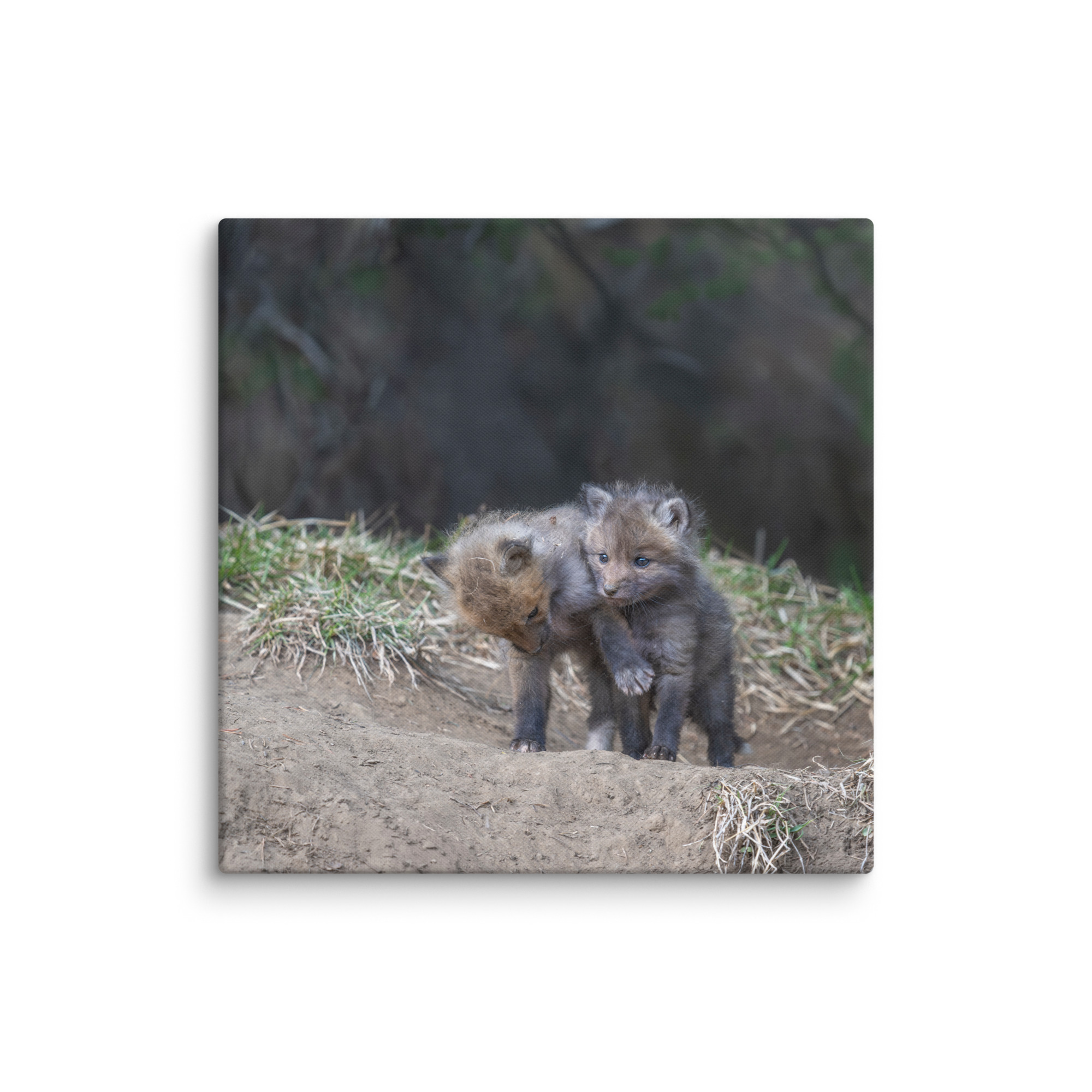 Brothers in Arms Red fox kits! Canvas - Image 17