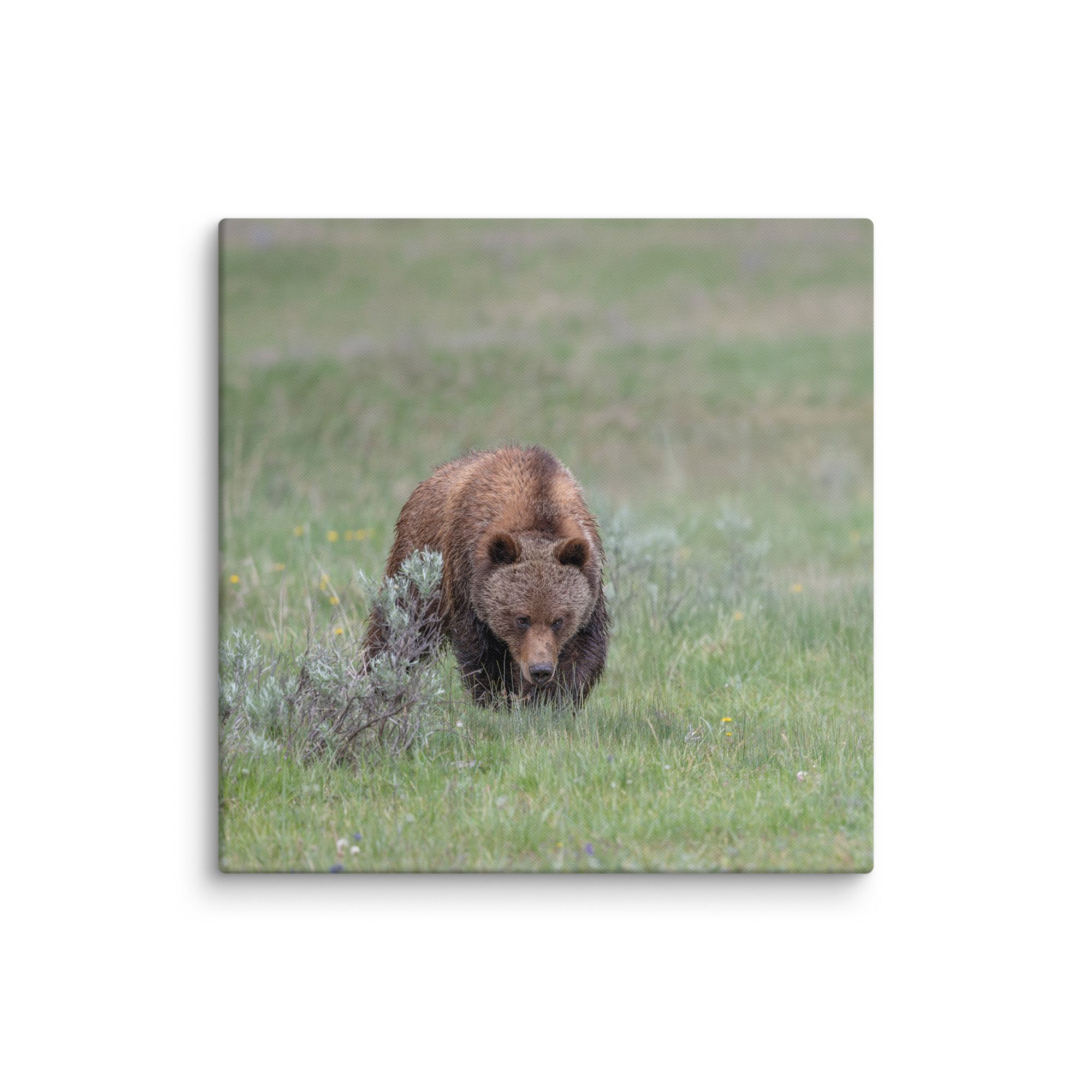 Grizzly Watching! Canvas - Image 18