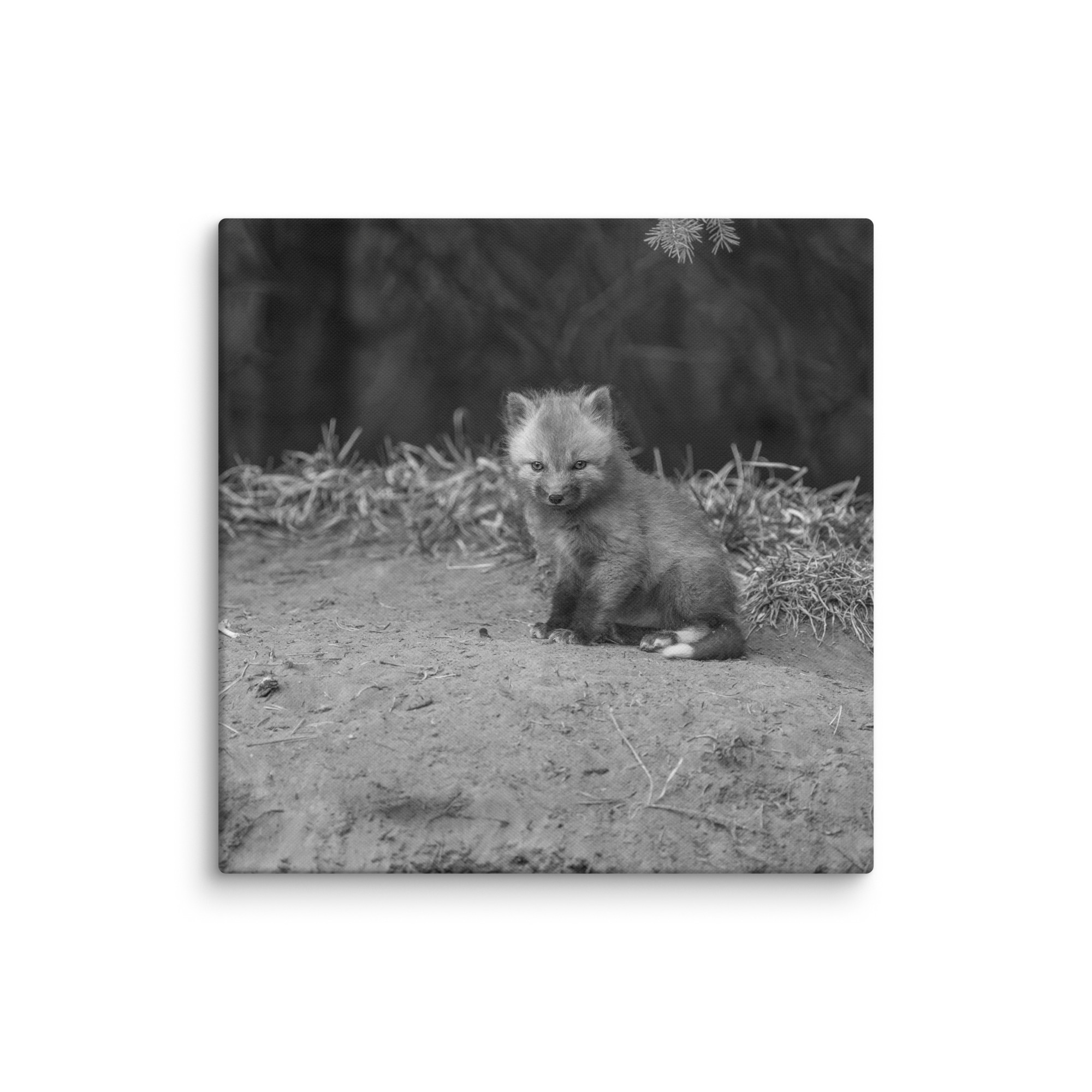 Sharp gaze baby red fox (Monochrome)! Canvas - Image 17