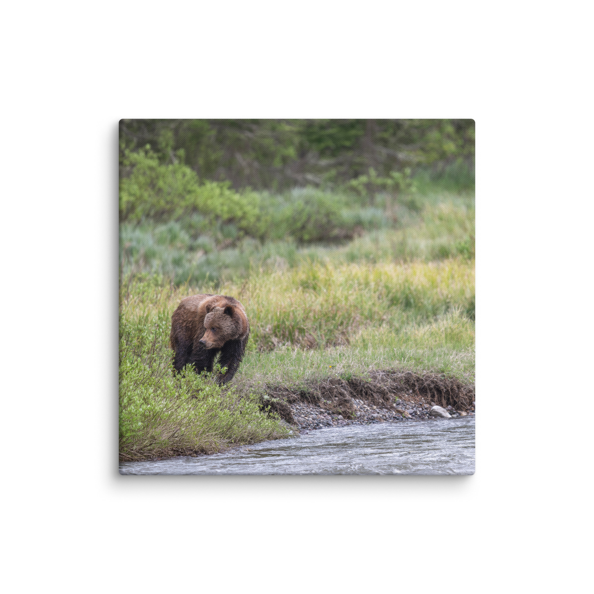 Grizzly getting read! Canvas - Image 17