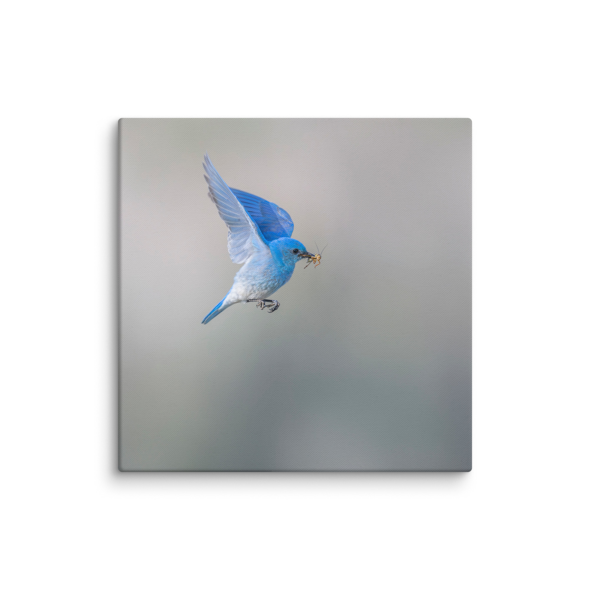 Mountain Bluebird with prey! Canvas - Image 16