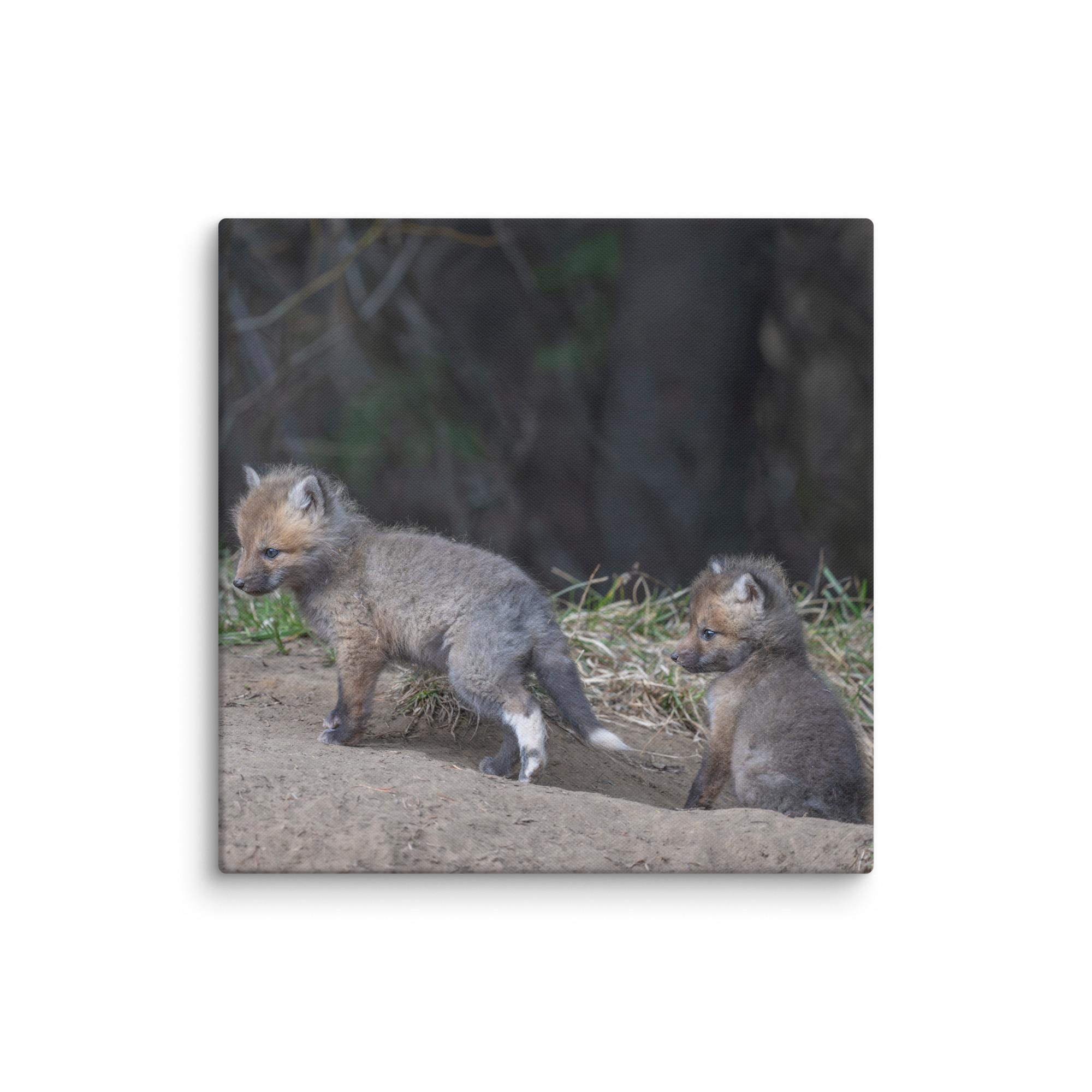 Play Time Baby Red fox! Canvas - Image 14