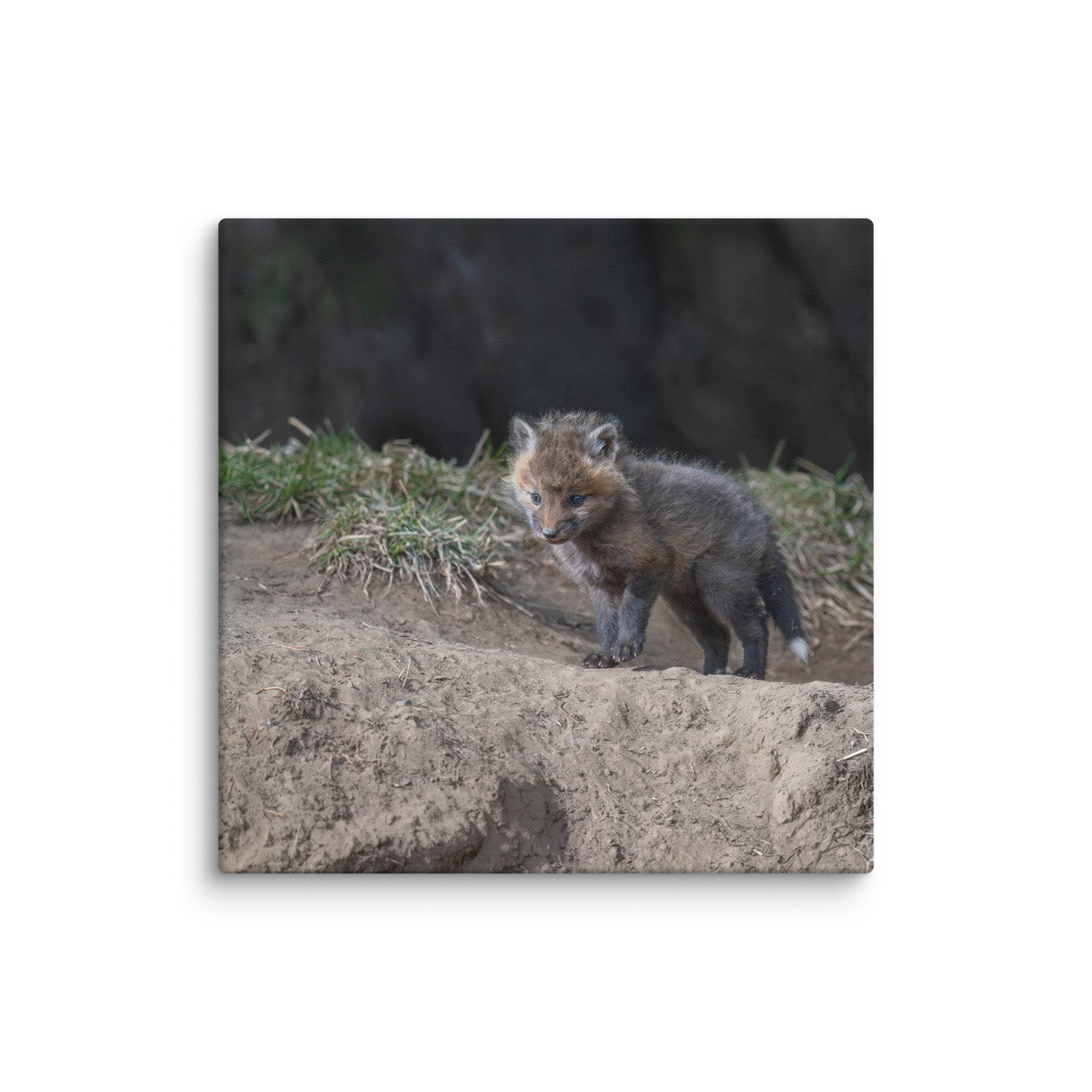 Just checking Baby Red fox! Canvas - Image 17