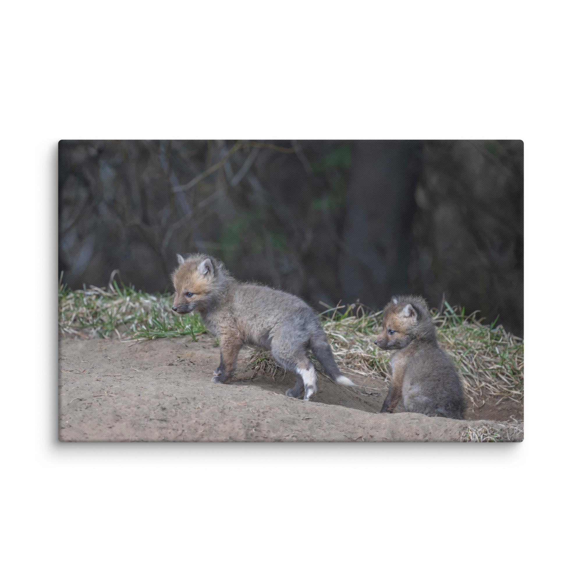 Play Time Baby Red fox! Canvas - Image 15