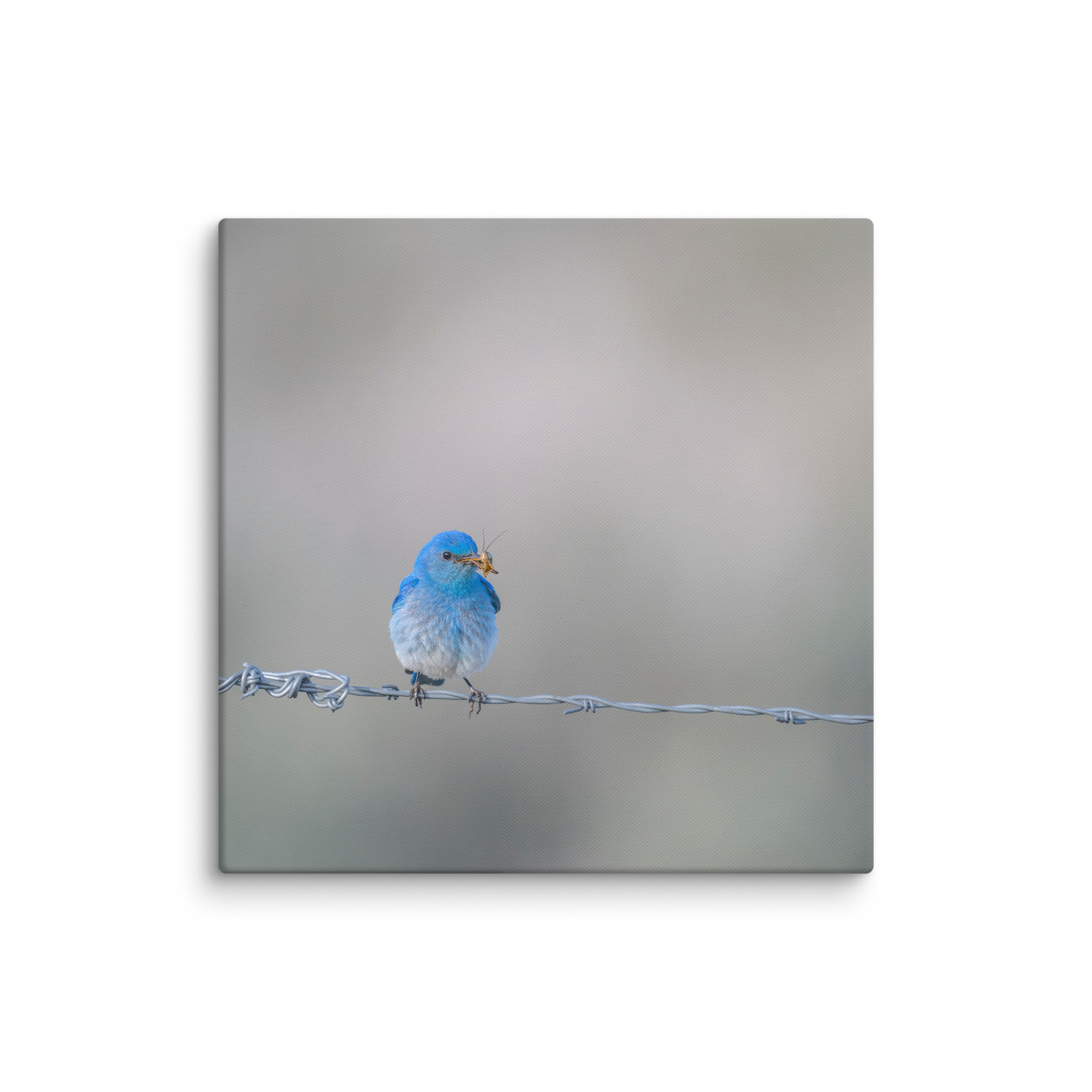 Mountain Blue Bird! Canvas - Image 16