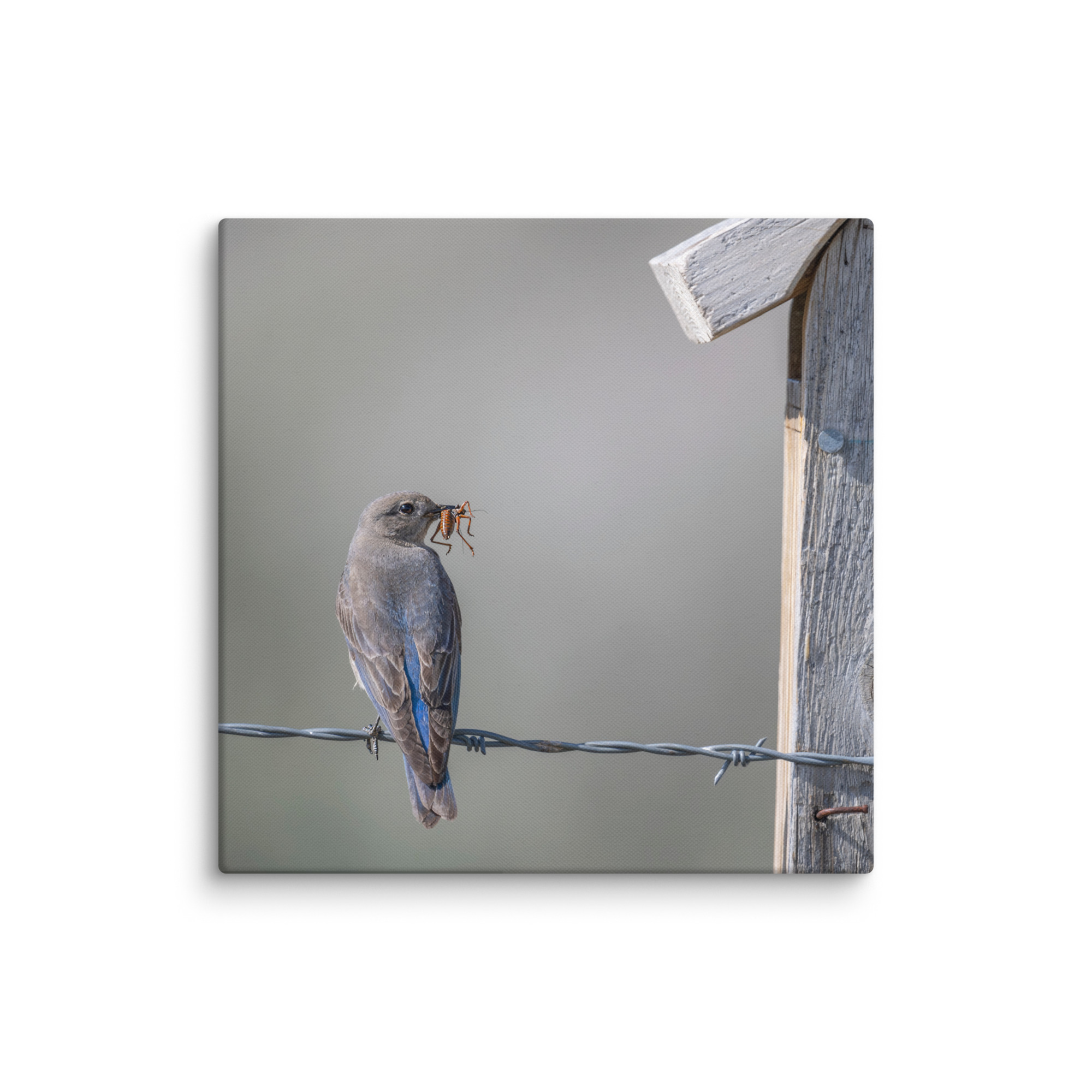 Mama Mountain bluebird with food! Canvas - Image 18