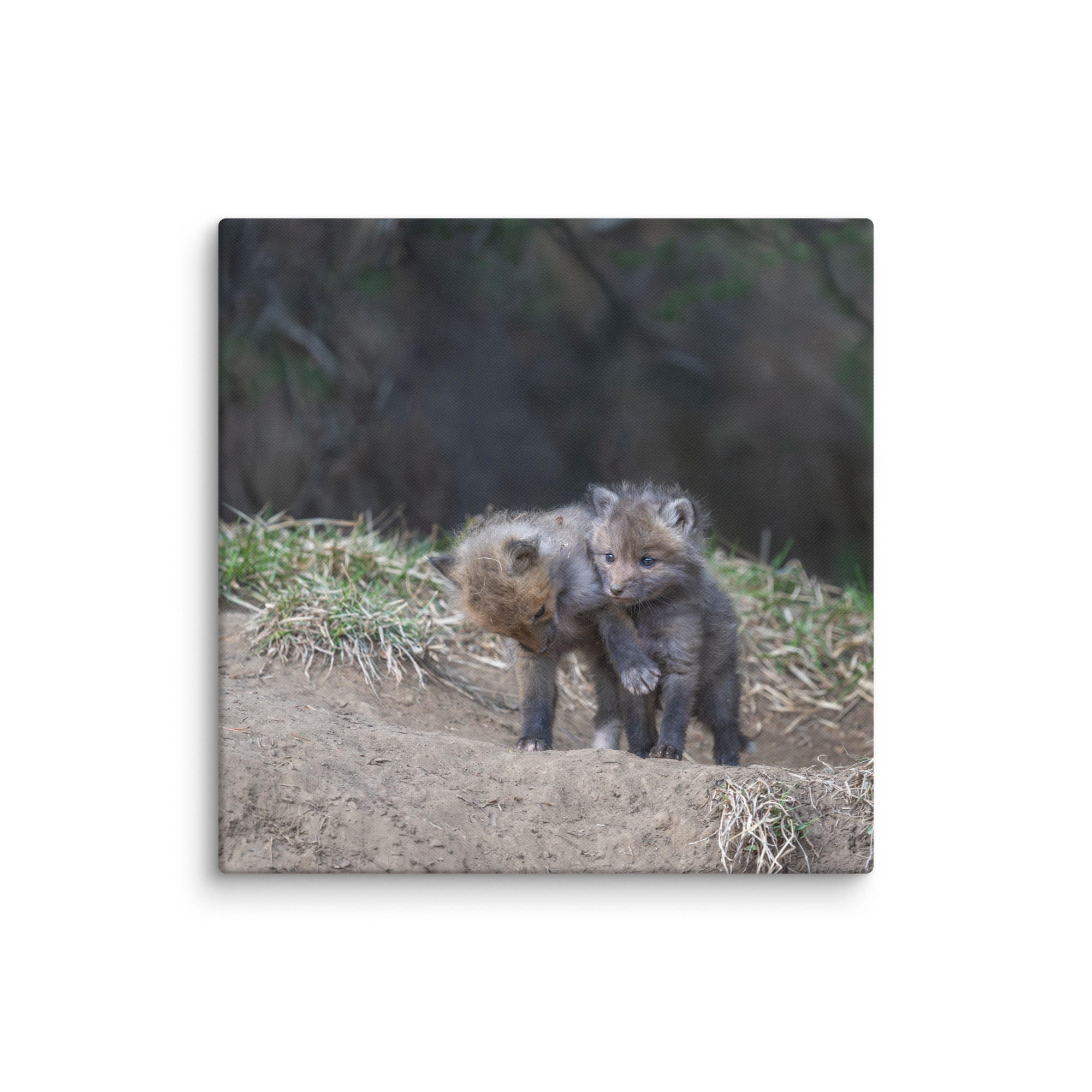 Brothers in Arms Red fox kits! Canvas - Image 18