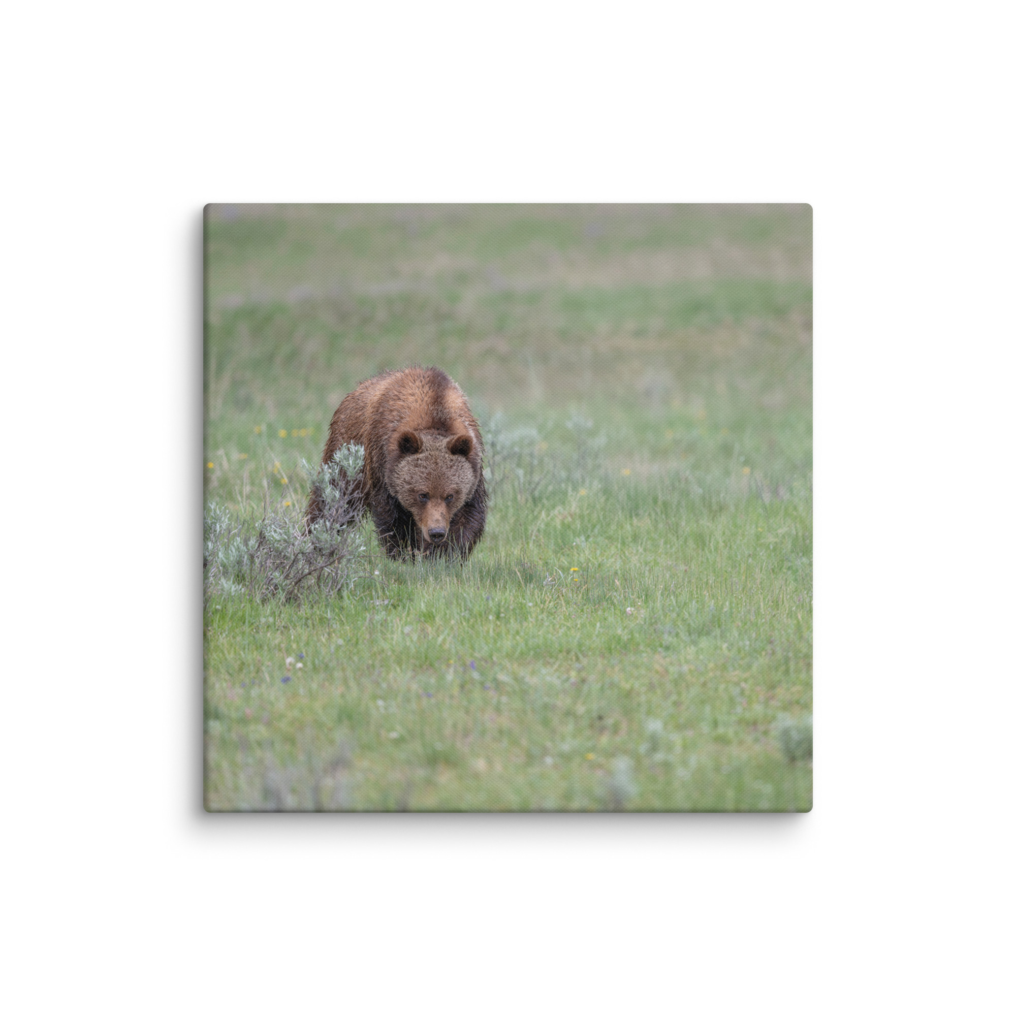 Grizzly Watching! Canvas - Image 19