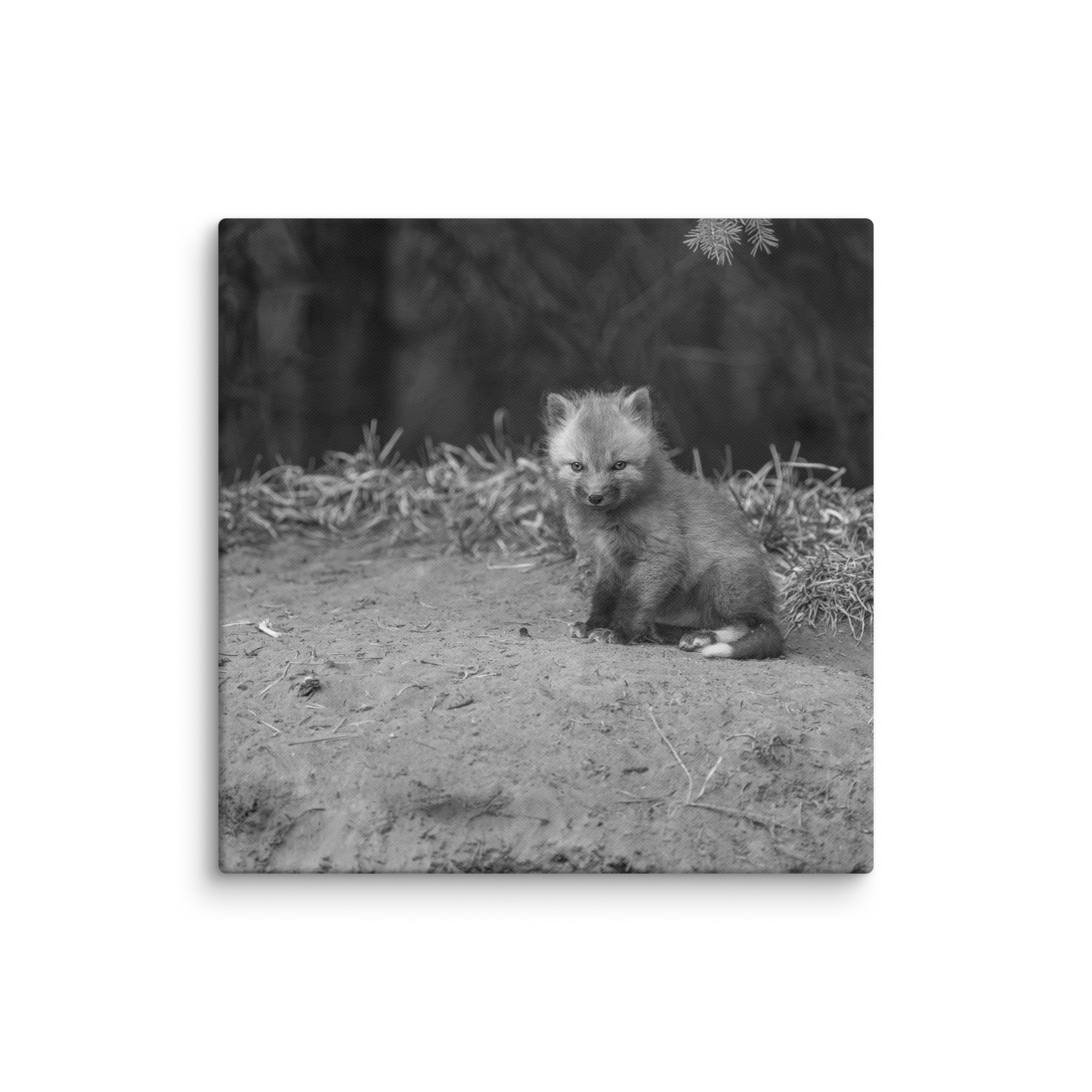 Sharp gaze baby red fox (Monochrome)! Canvas - Image 18