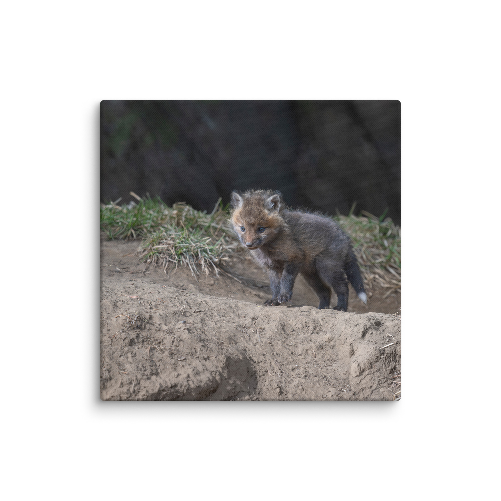 Just checking Baby Red fox! Canvas - Image 18