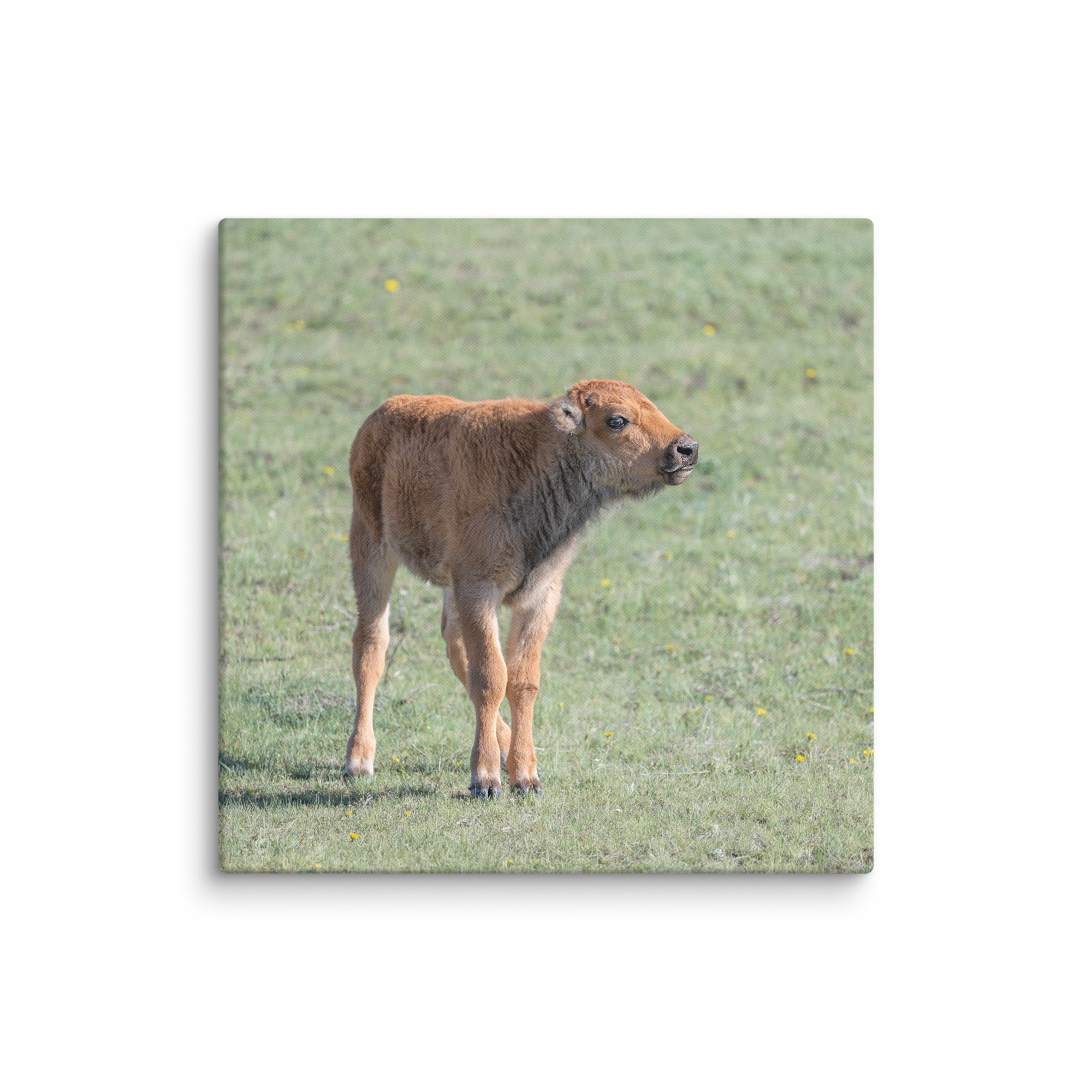 Baby Bison! Canvas - Image 17
