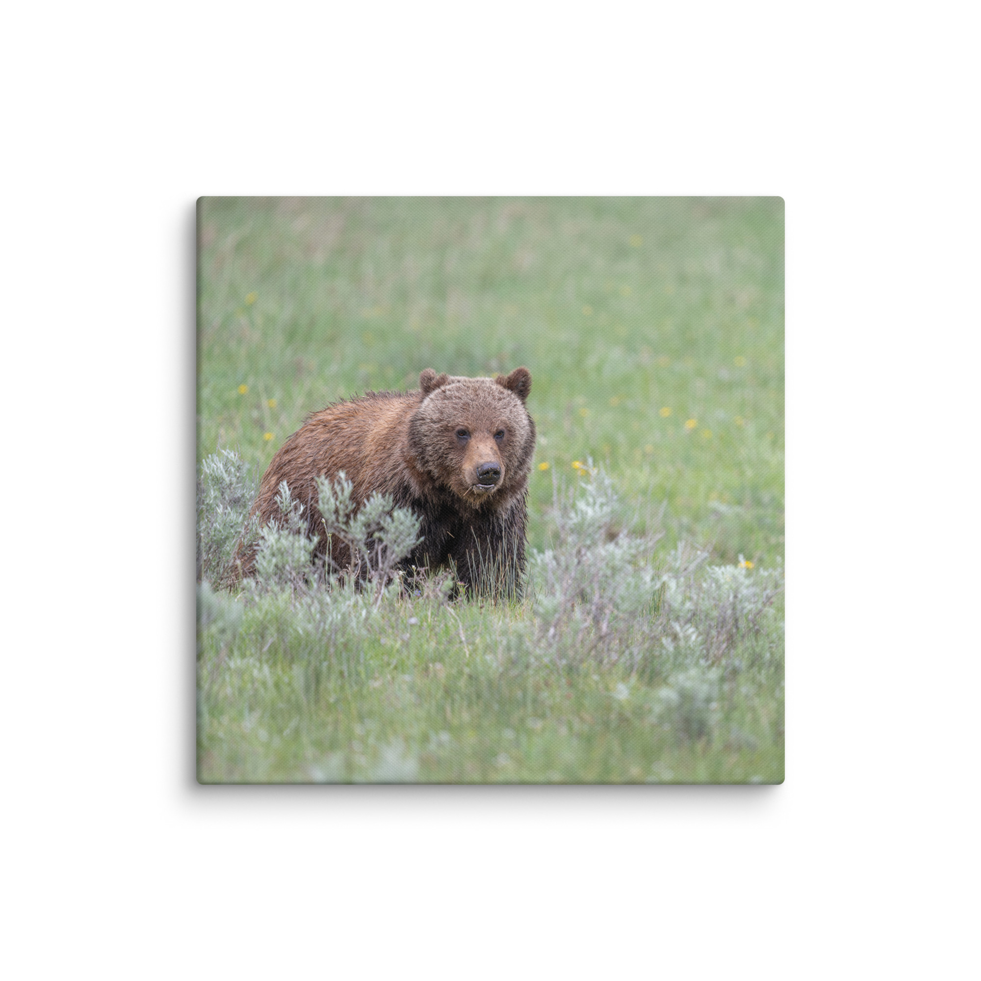 Hungry Grizzly in a Meadow! Canvas - Image 18