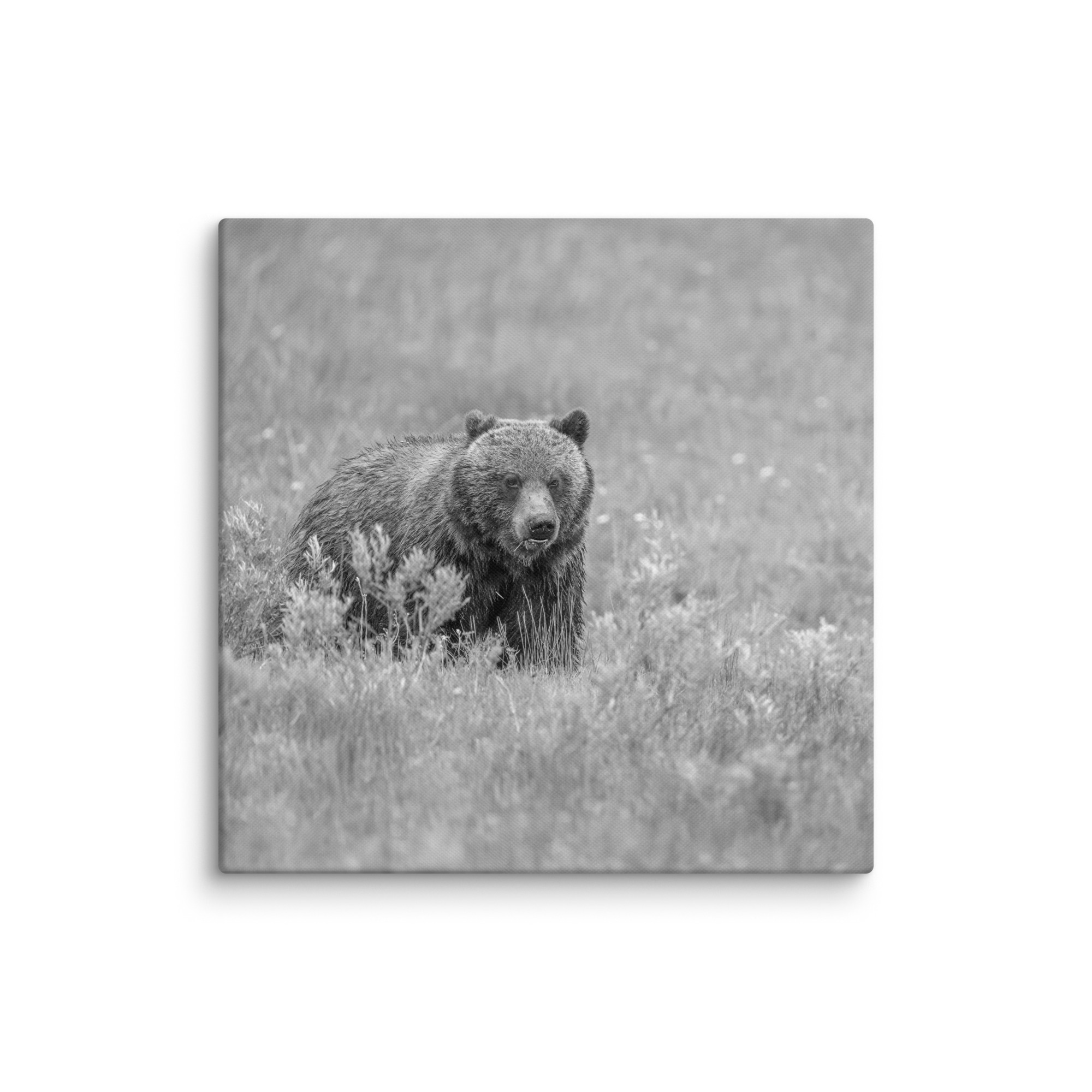 Hungry Grizzly in a Meadow! Monochrome Canvas - Image 19