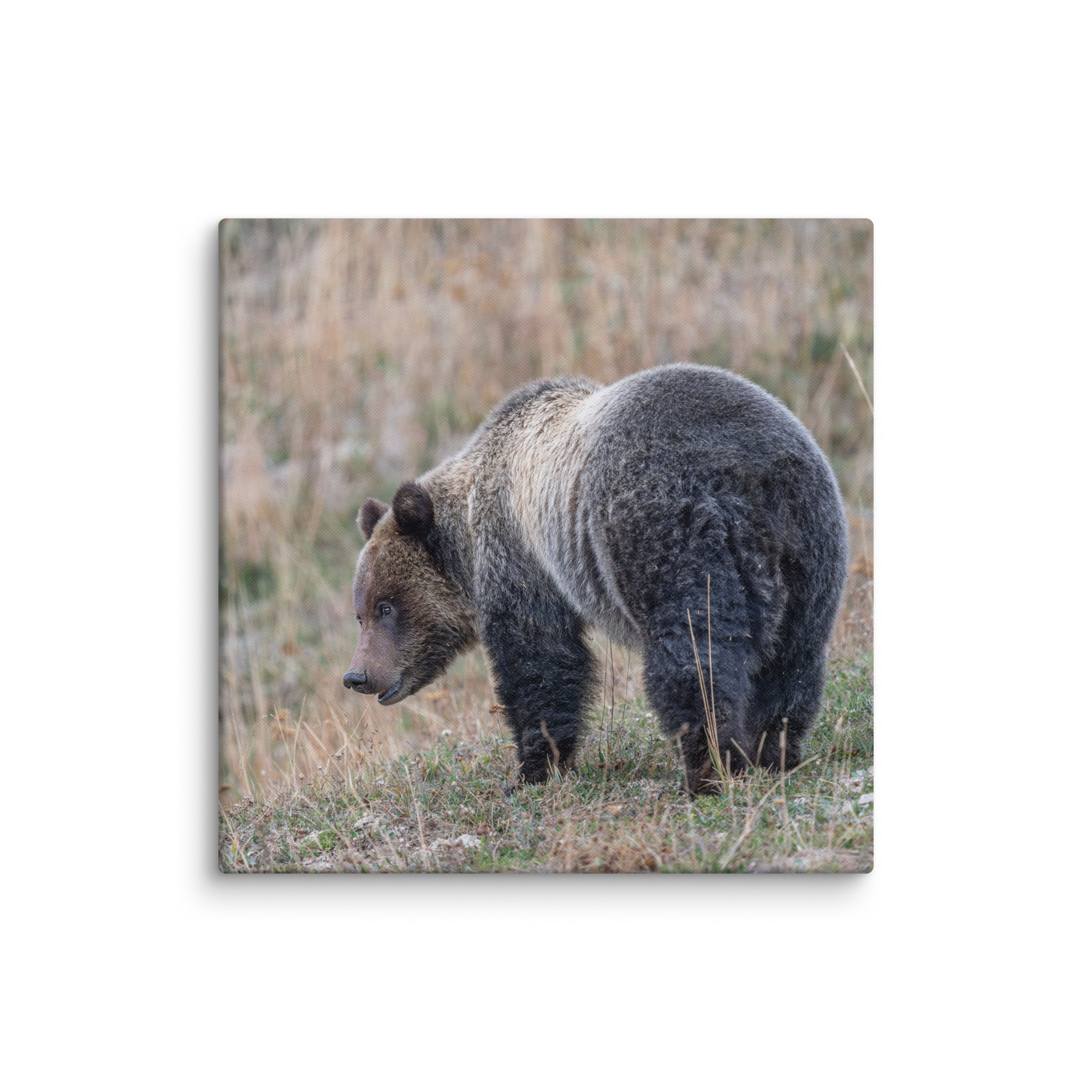 Grizzly of yellowstone! Canvas - Image 19