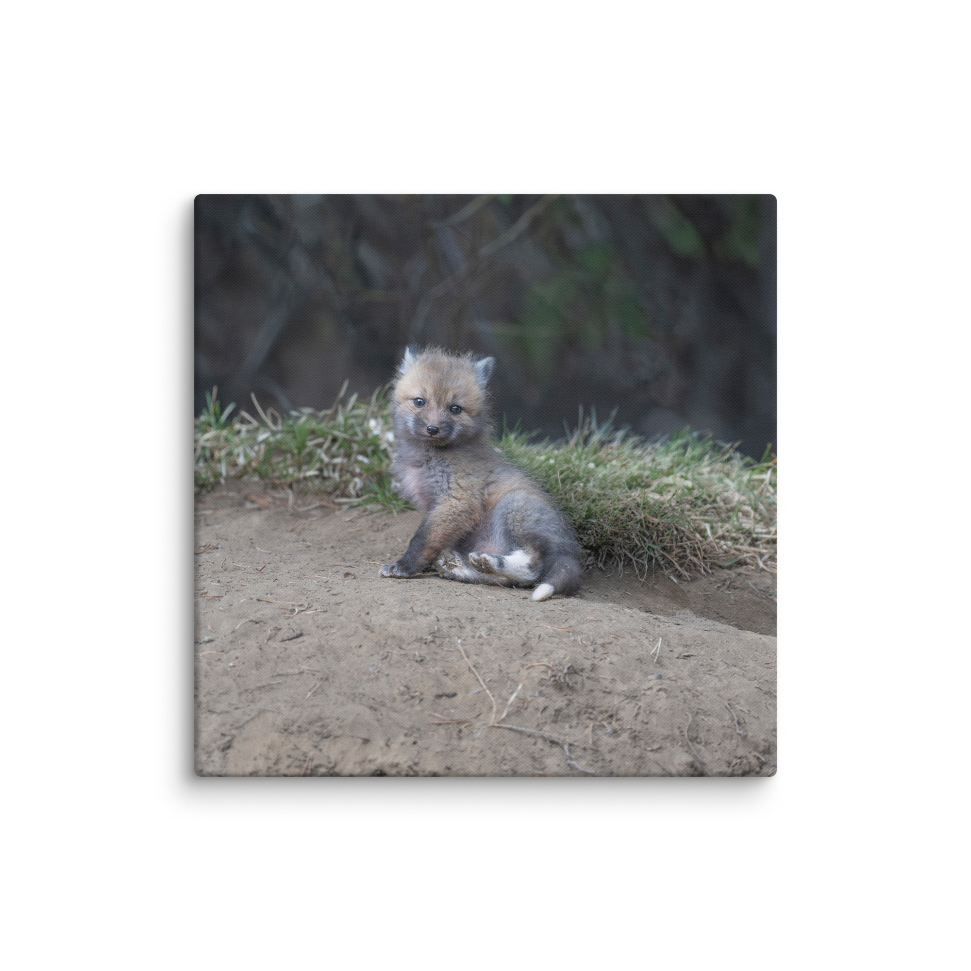 Guarding Den Baby Red fox!  Canvas - Image 19