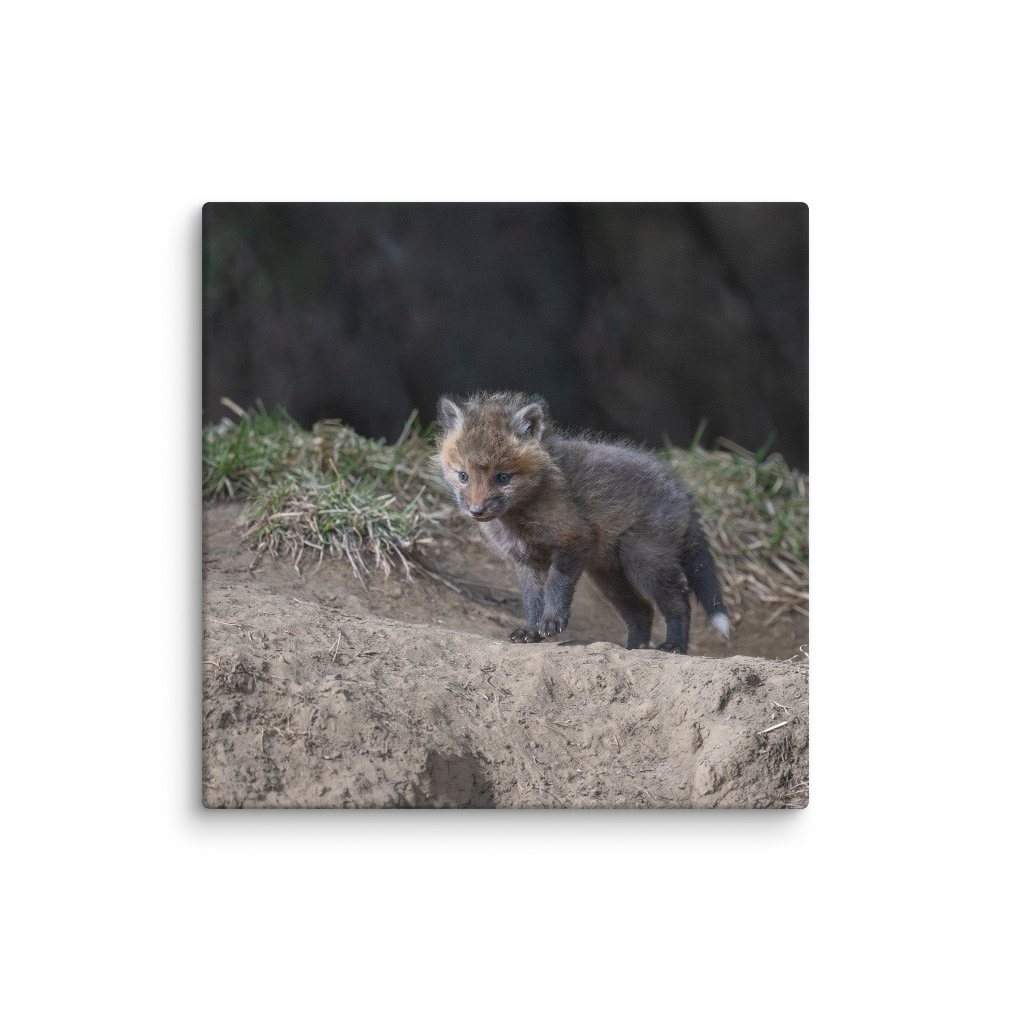 Just checking Baby Red fox! Canvas - Image 19