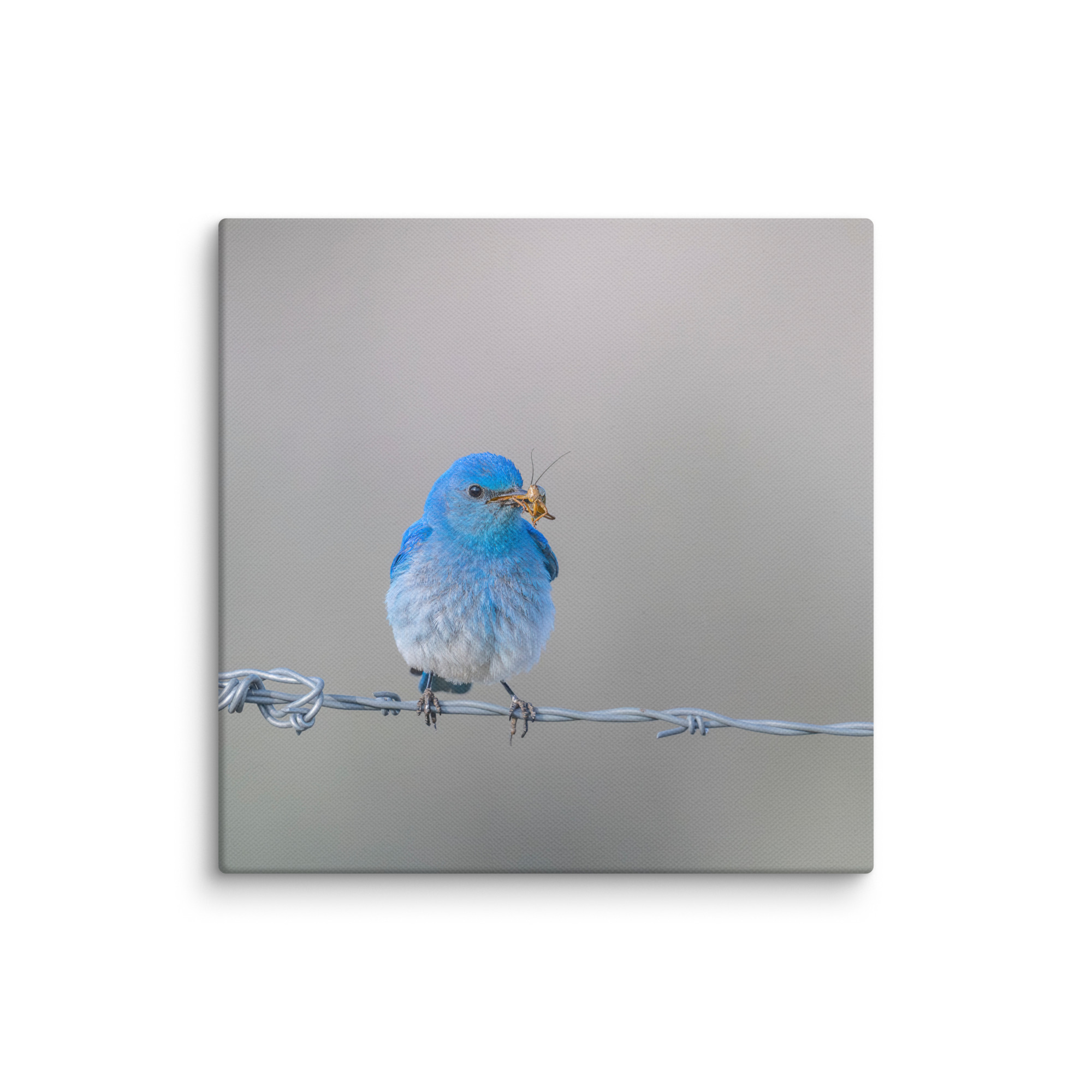 Mountain Blue Bird! Canvas - Image 17