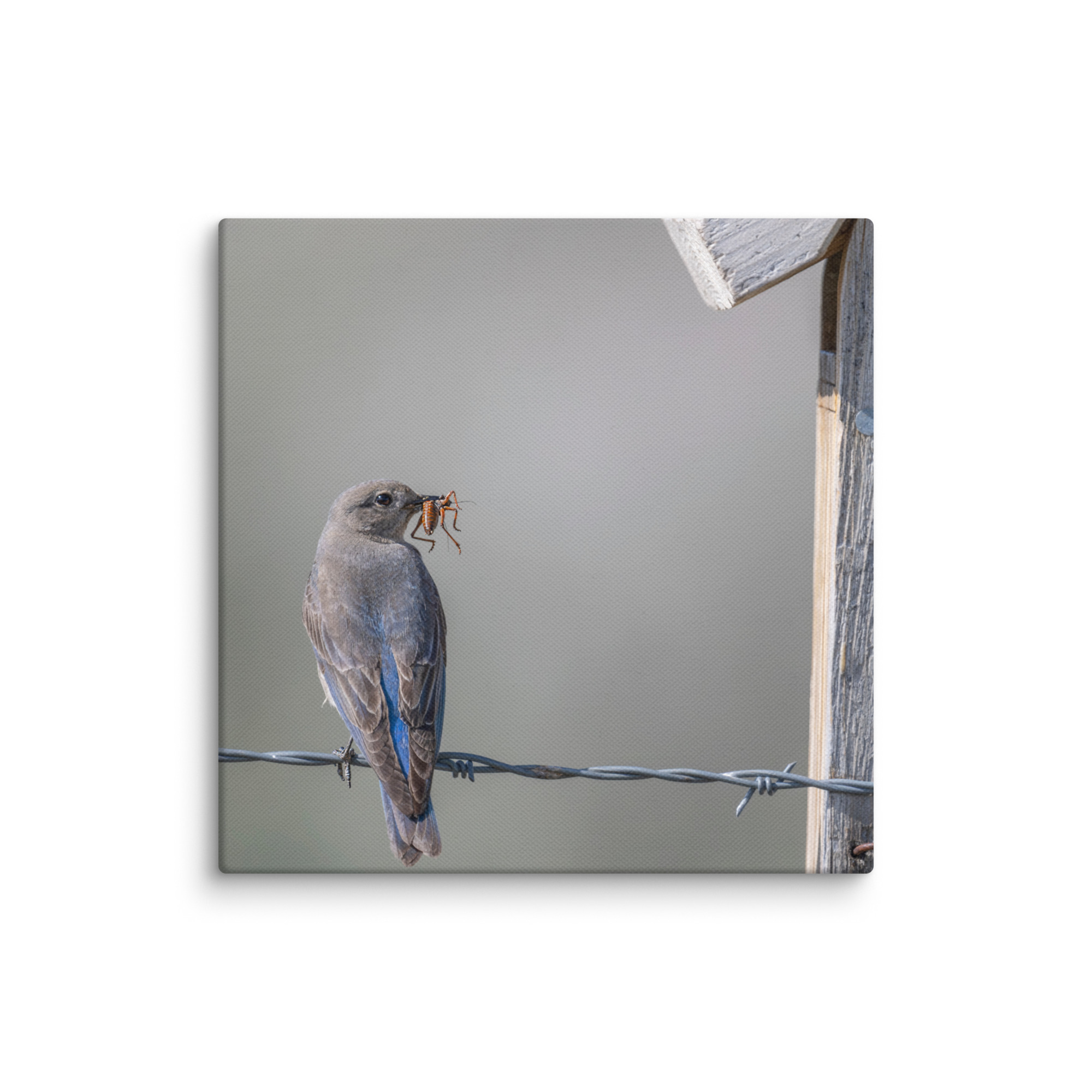 Mama Mountain bluebird with food! Canvas - Image 19
