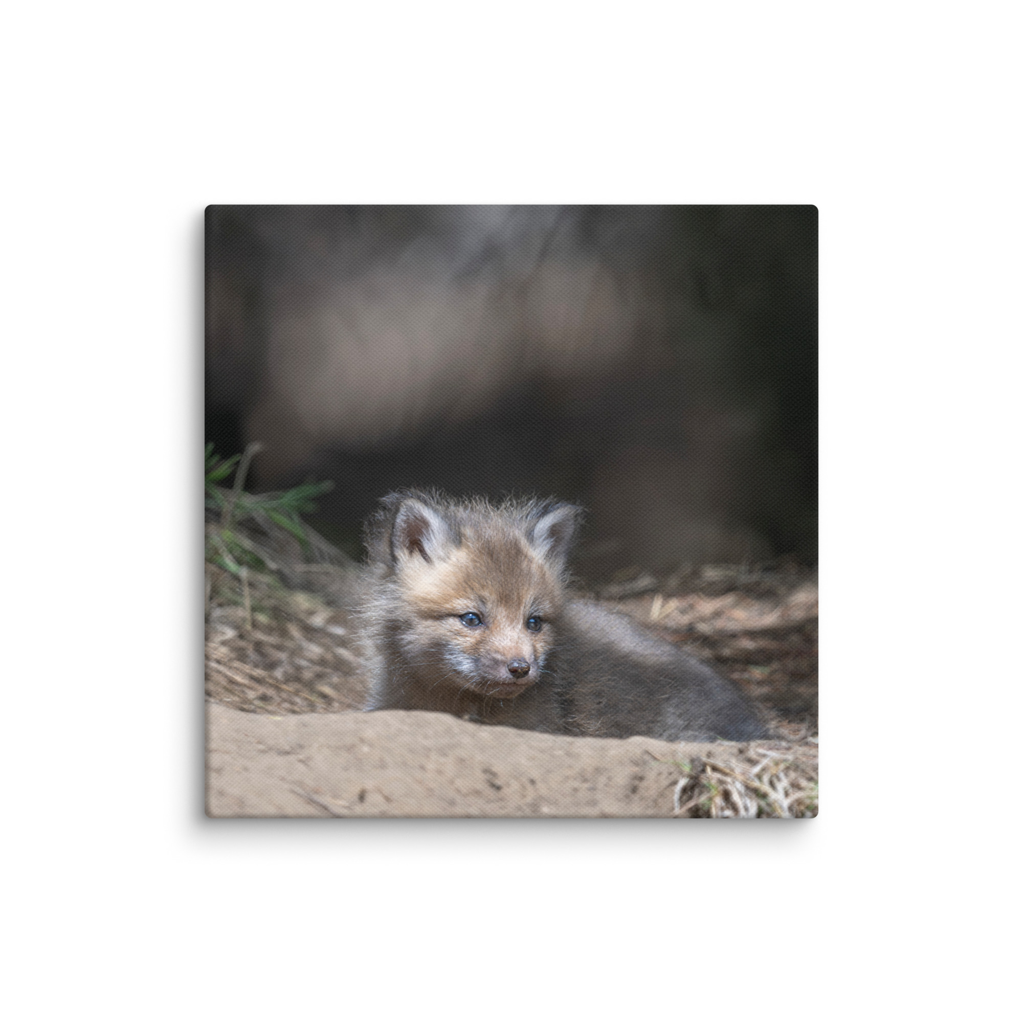 Baby Red fox waiting for Mom! Canvas - Image 19