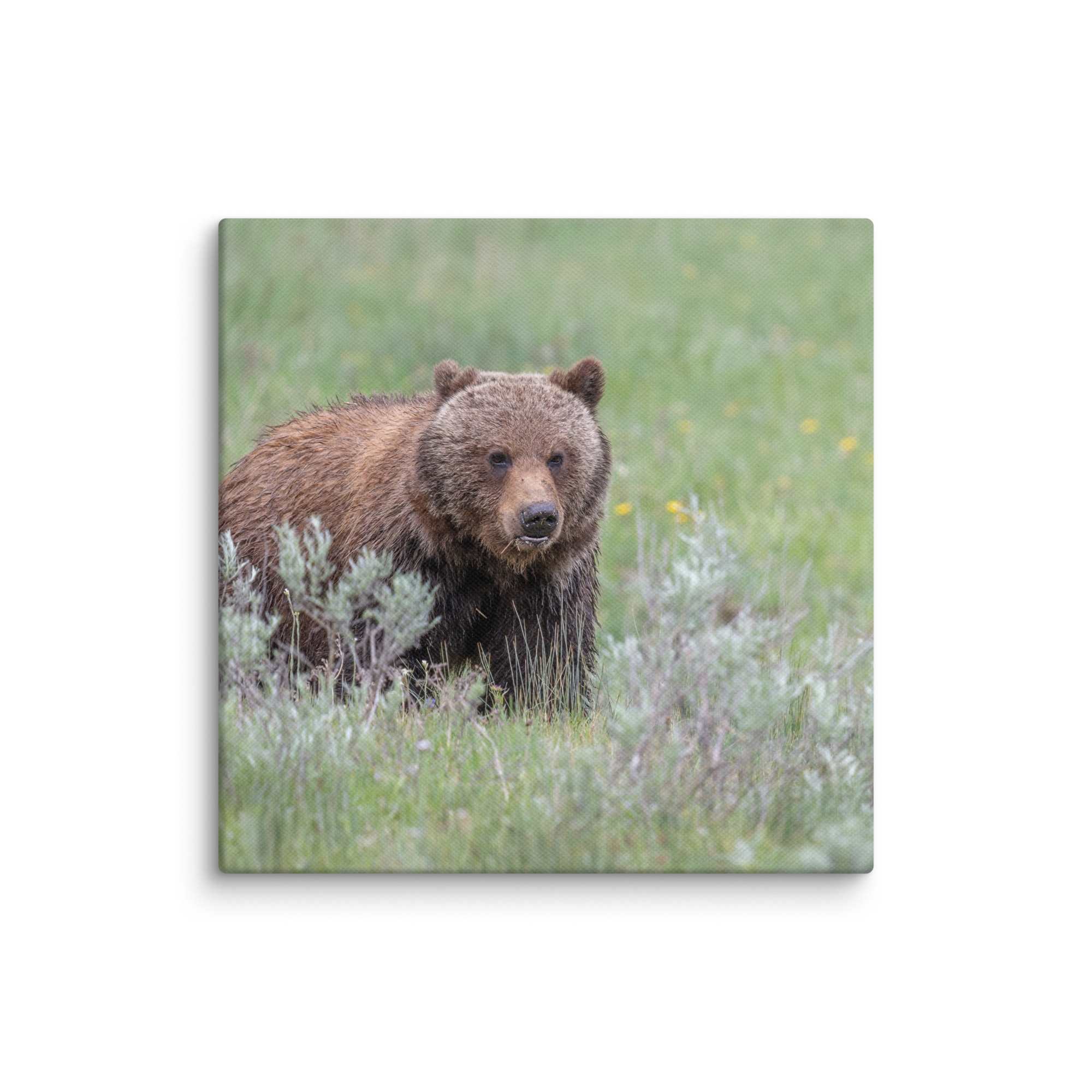 Hungry Grizzly in a Meadow! Canvas - Image 19