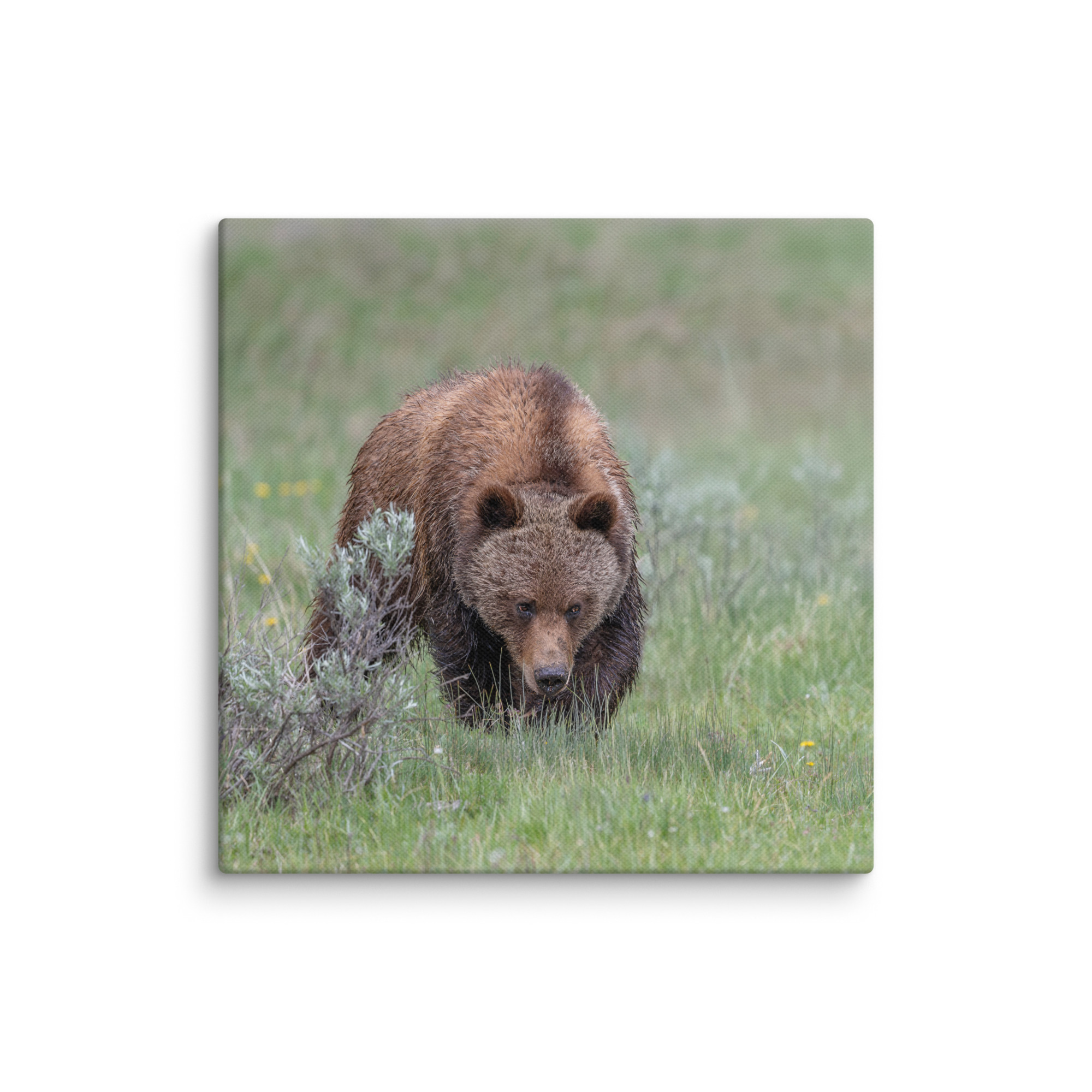 Grizzly Watching! Canvas - Image 20