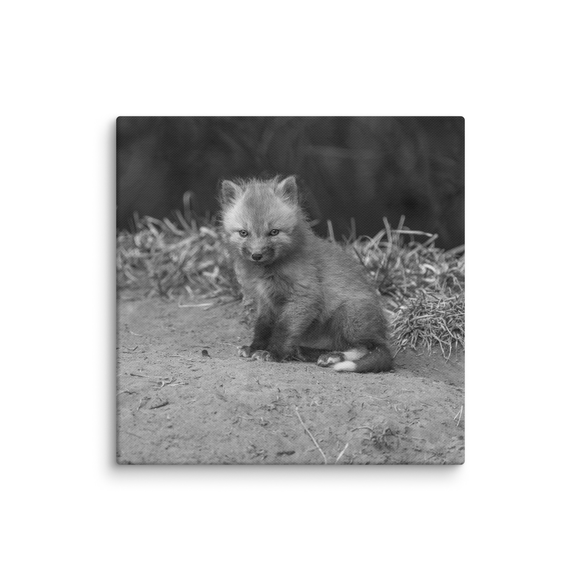 Sharp gaze baby red fox (Monochrome)! Canvas - Image 19