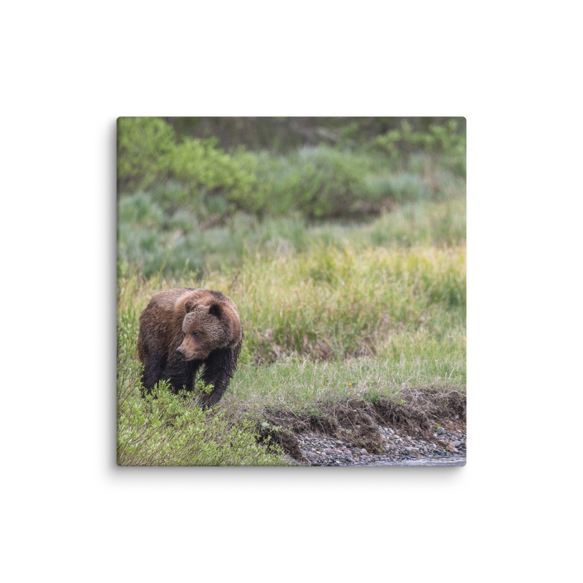 Grizzly getting read! Canvas - Image 19