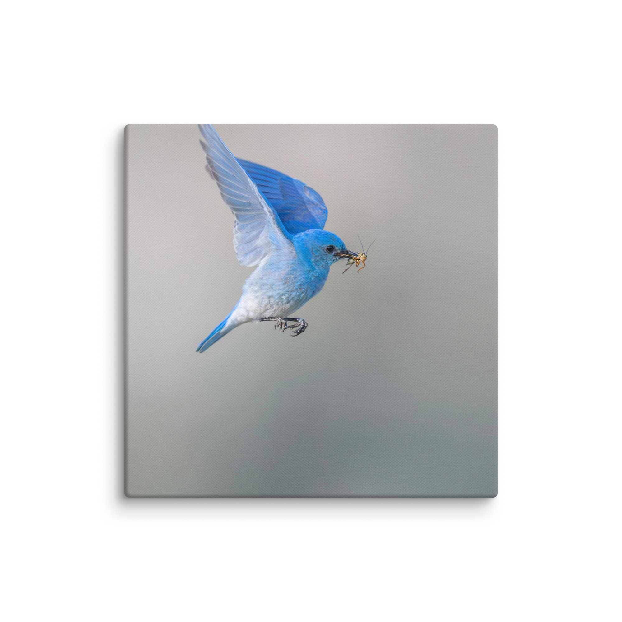 Mountain Bluebird with prey! Canvas - Image 18