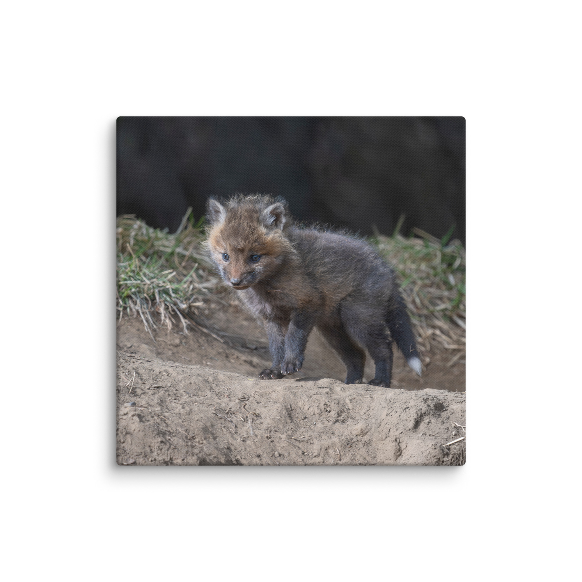 Just checking Baby Red fox! Canvas - Image 20