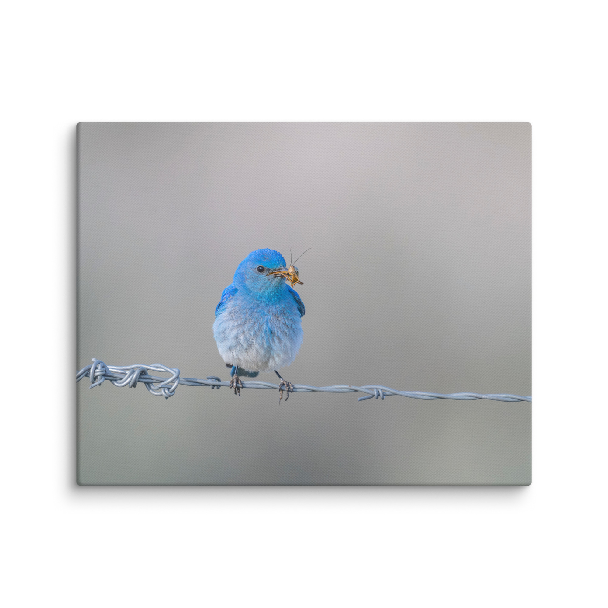 Mountain Blue Bird! Canvas - Image 18