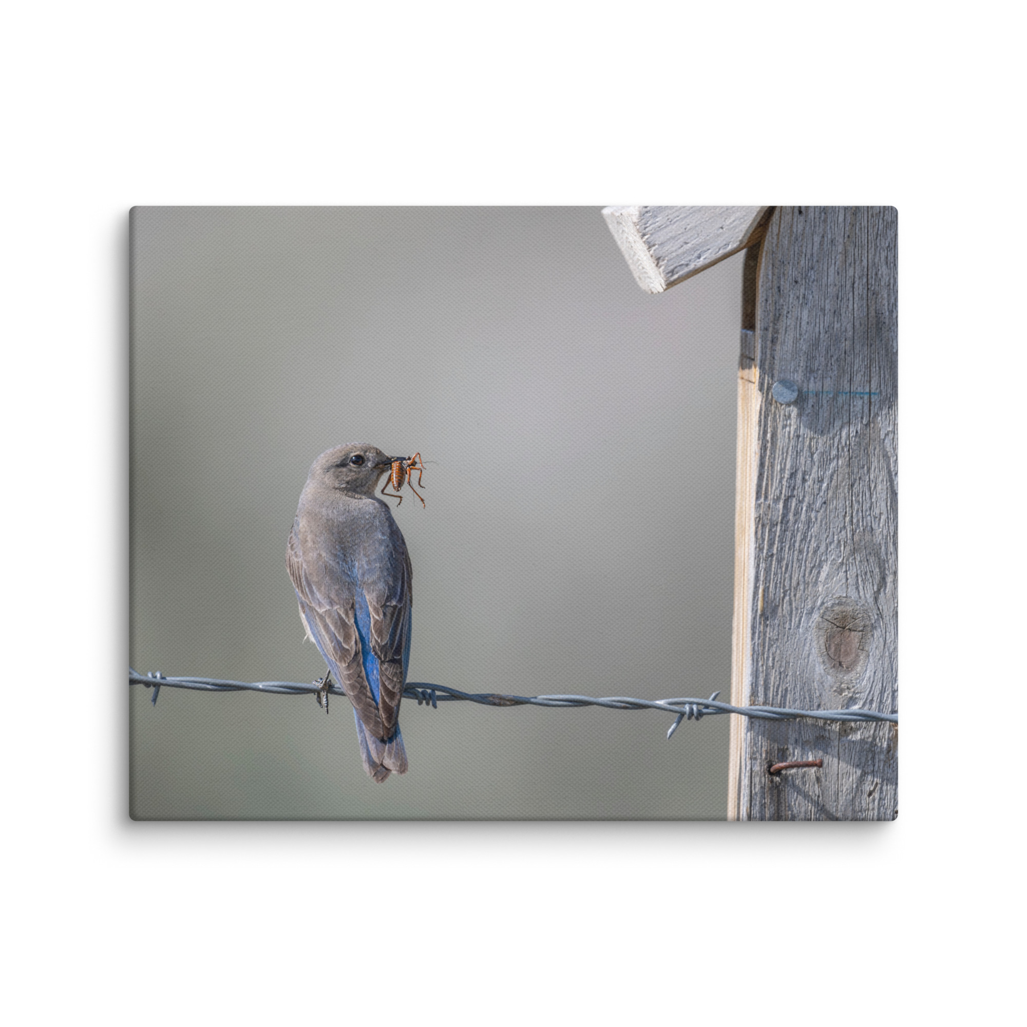 Mama Mountain bluebird with food! Canvas - Image 20
