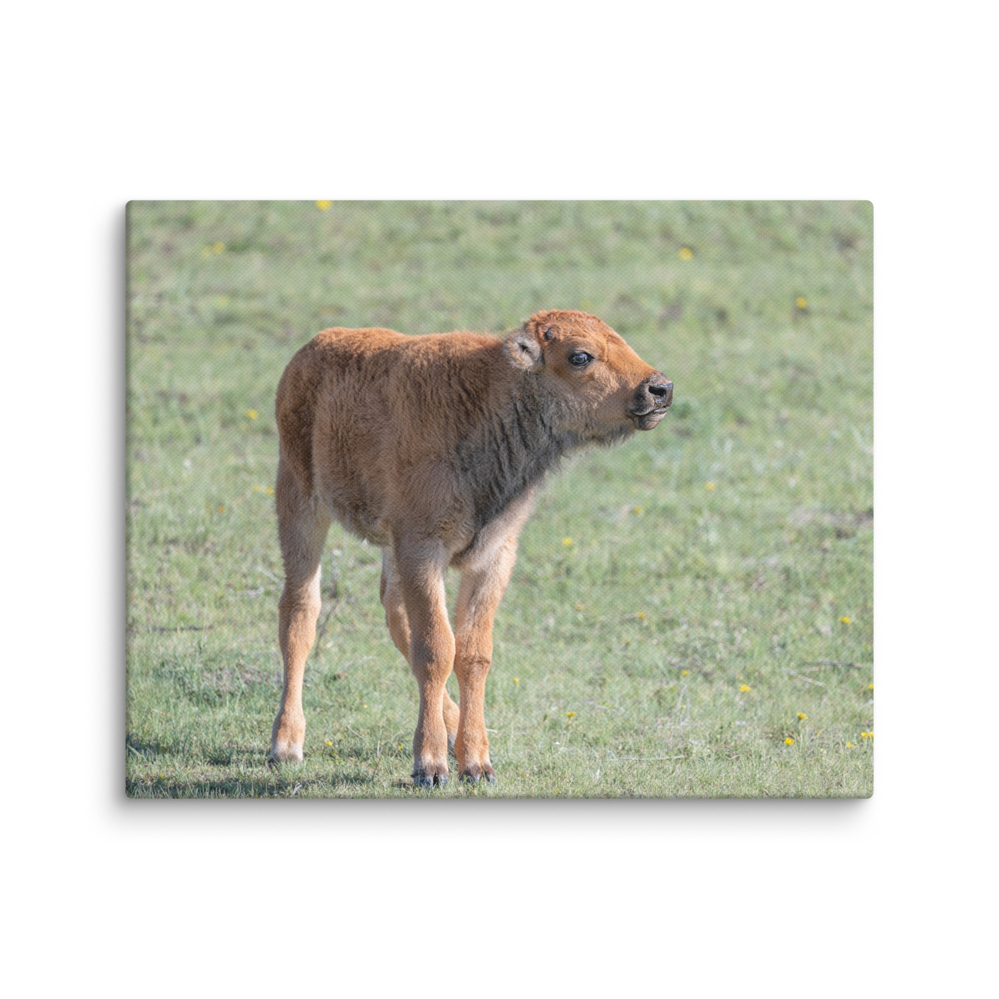 Baby Bison! Canvas - Image 18