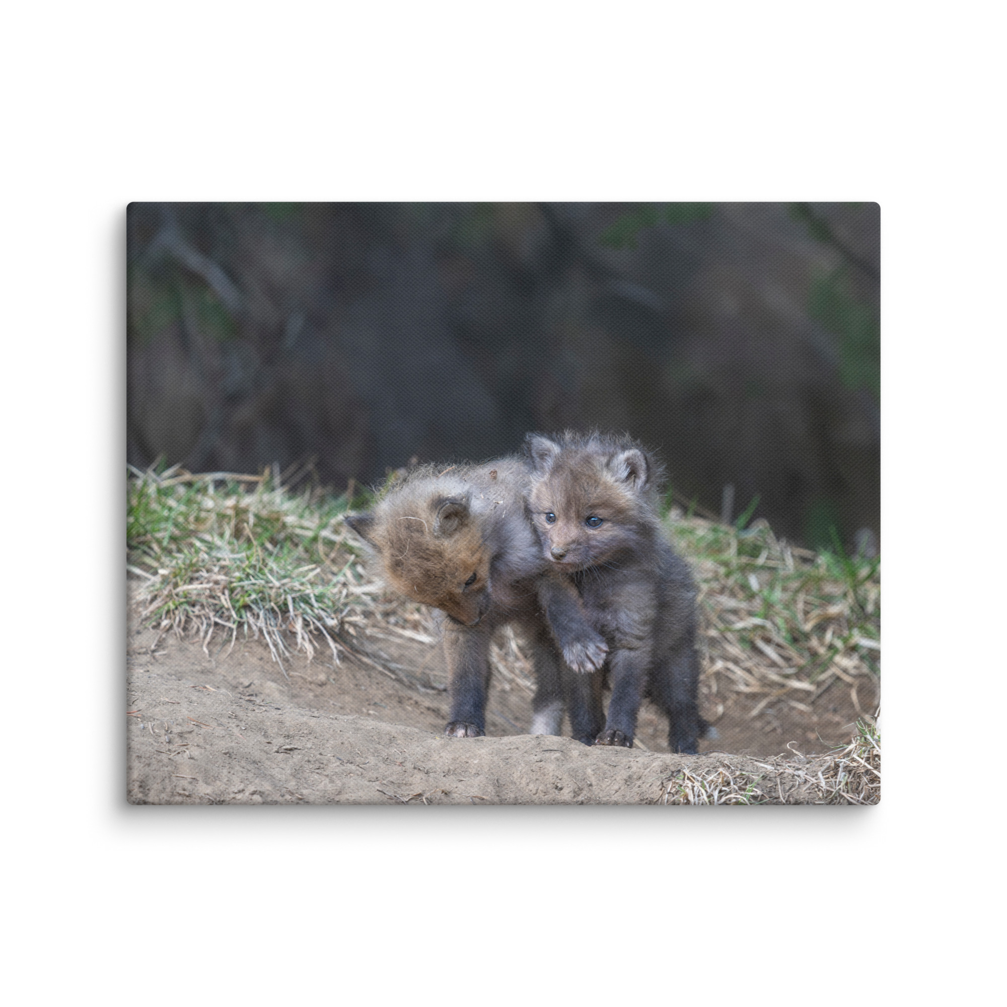 Brothers in Arms Red fox kits! Canvas - Image 20