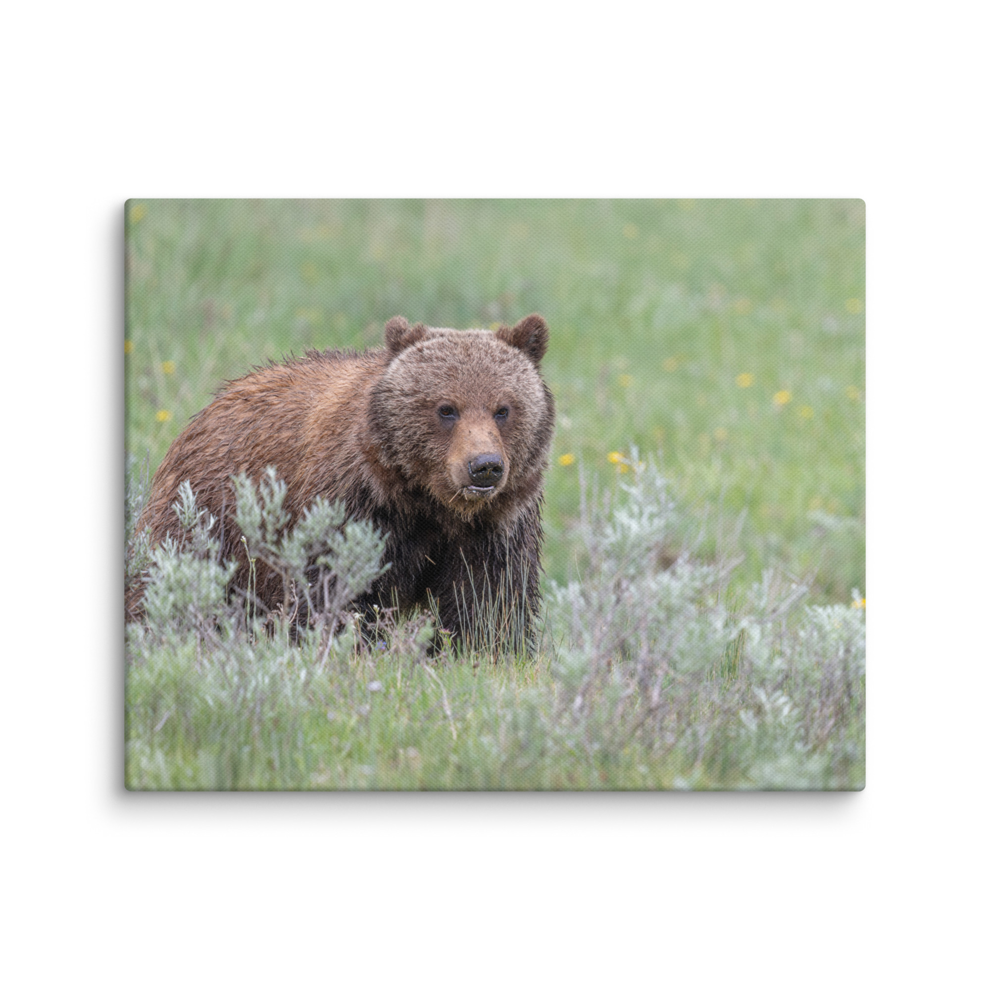 Hungry Grizzly in a Meadow! Canvas - Image 20