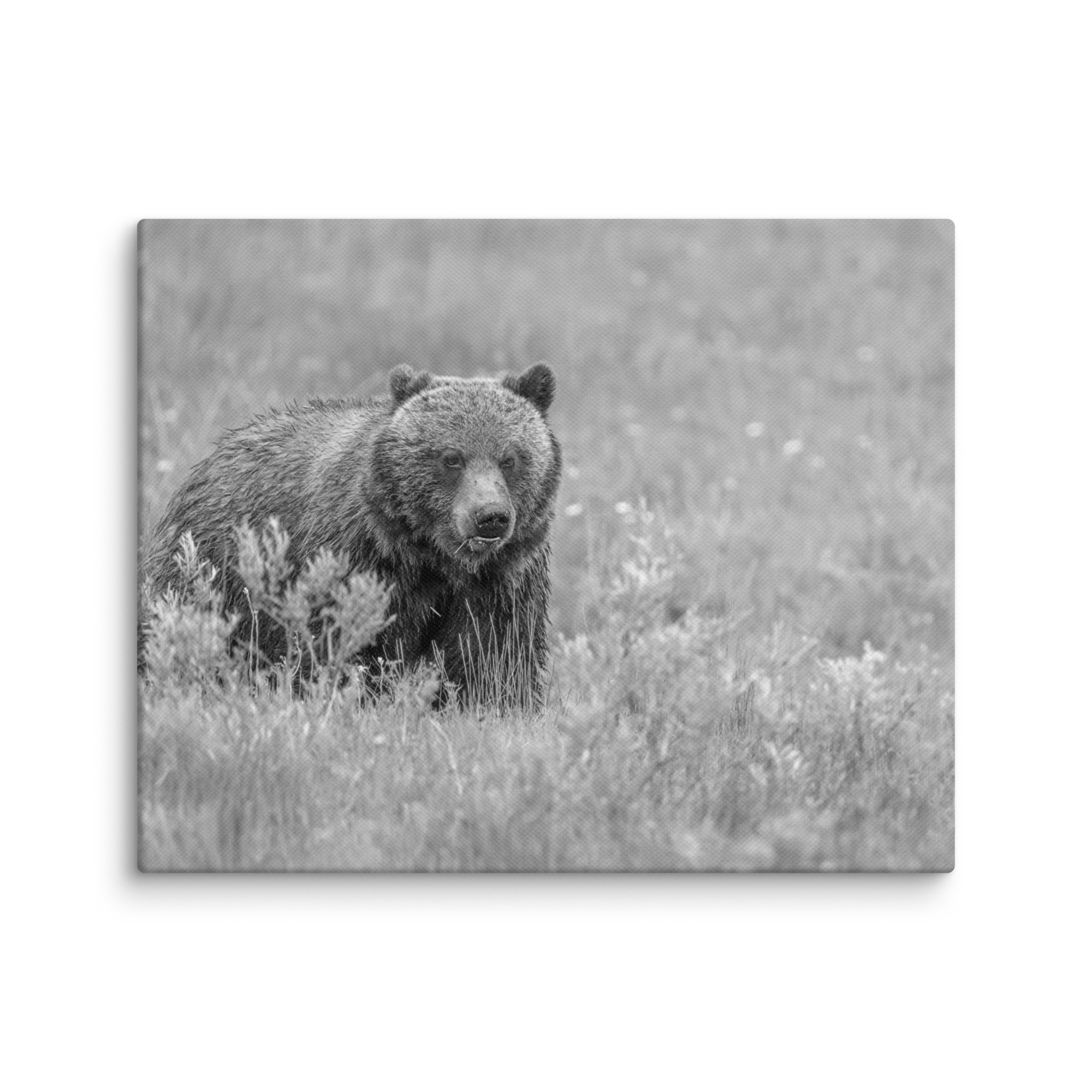 Hungry Grizzly in a Meadow! Monochrome Canvas - Image 20